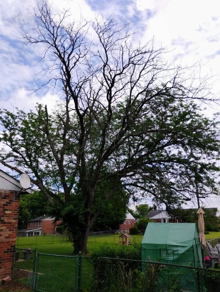  for Kingdom Tree Trimming and Removal LLC in Covington, KY