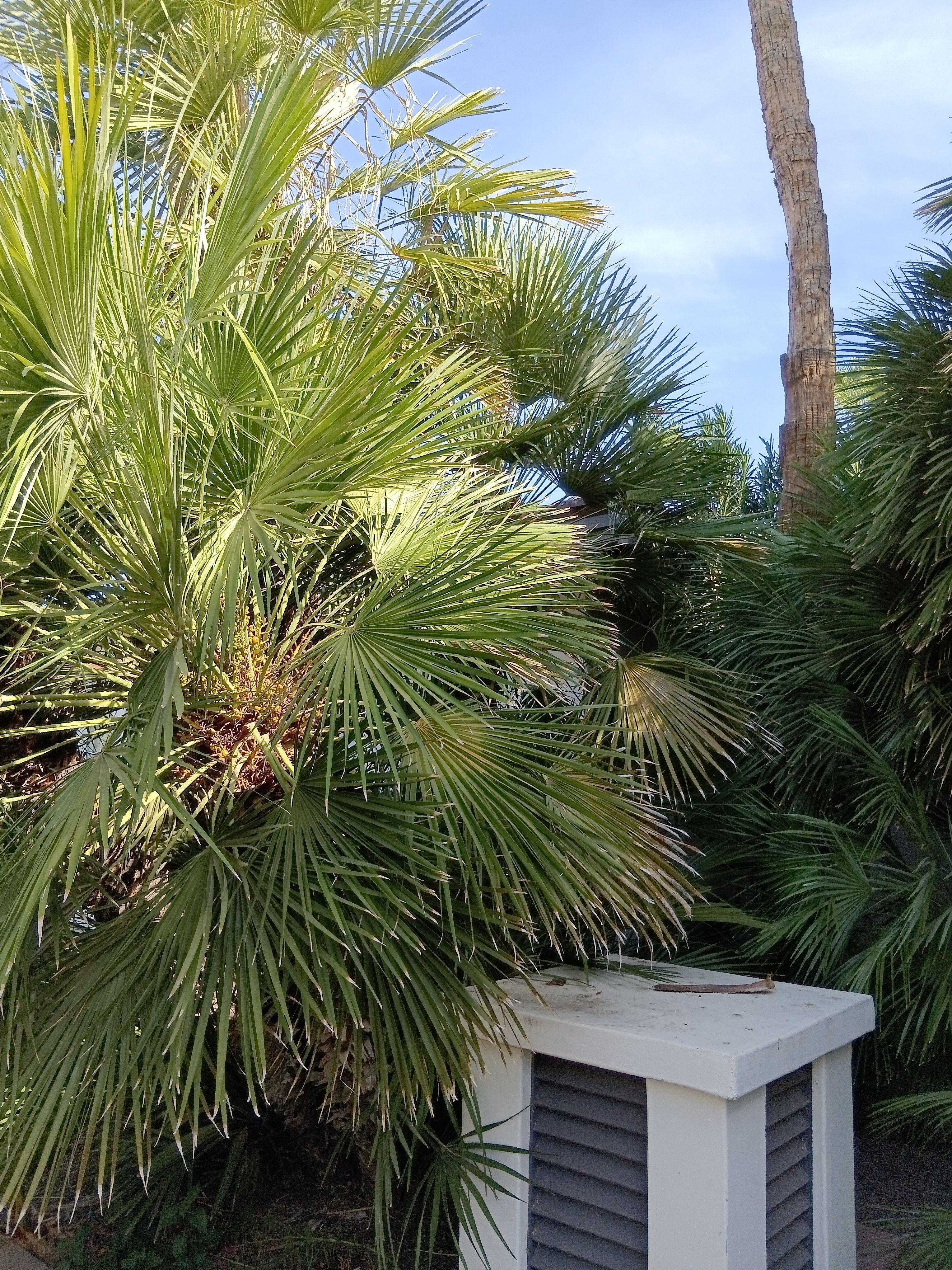  for Family Landscaping in Phoenix, AZ