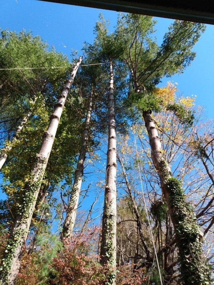  for Ground To Sky Tree Care in Asheville, North Carolina