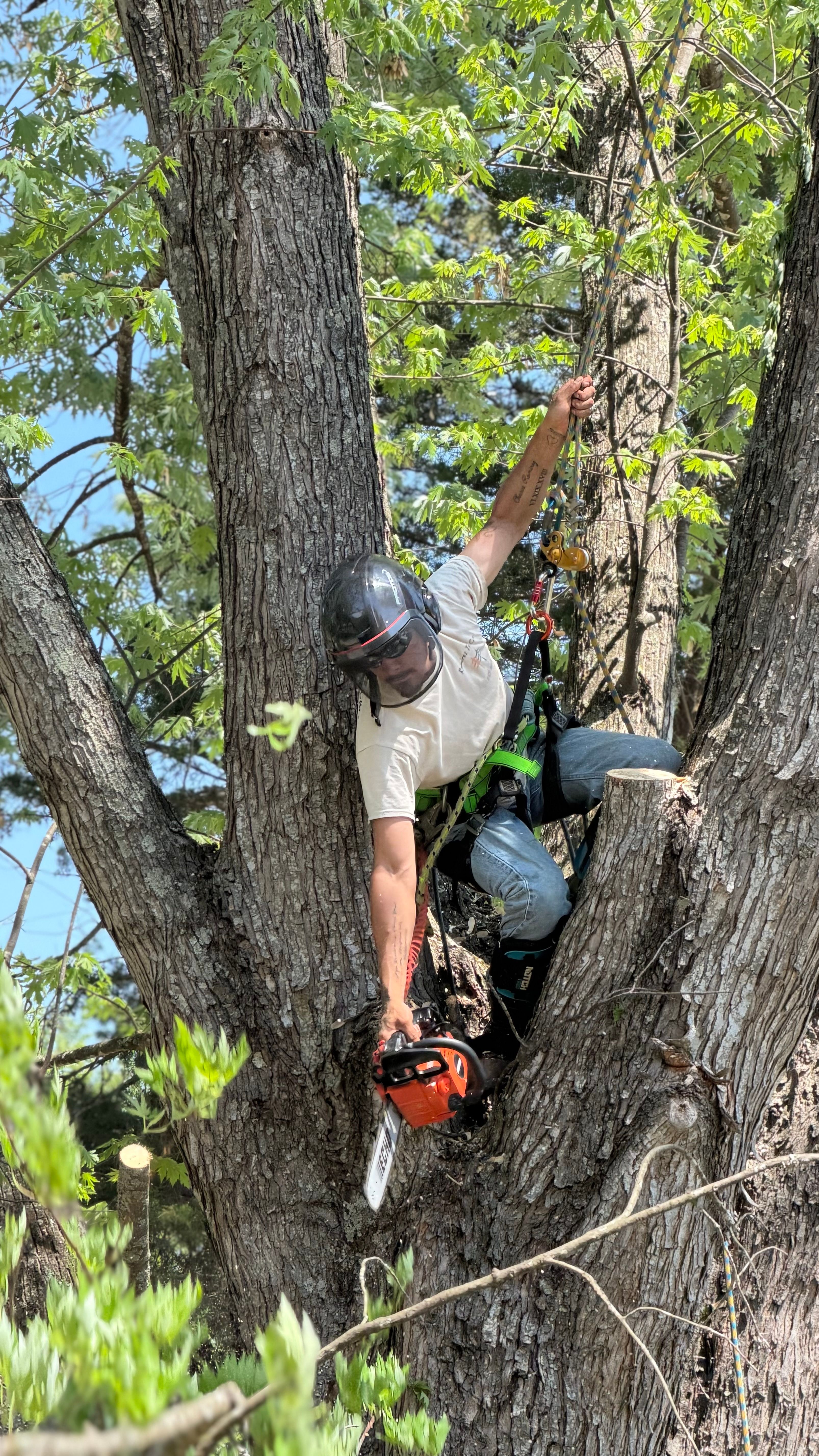  for Ramirez Tree Care in Elkin, NC