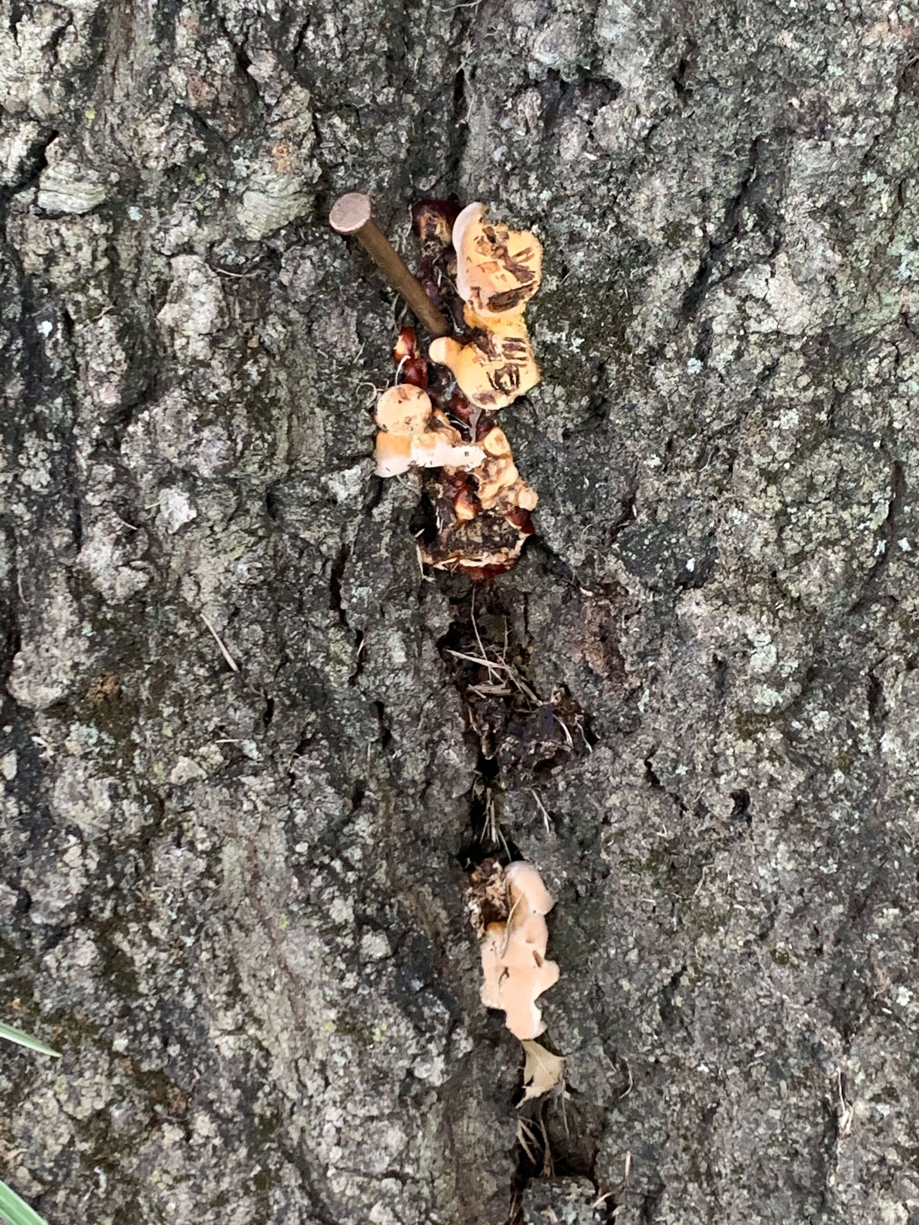  for TLC Professional Tree Service in Bedford, TX
