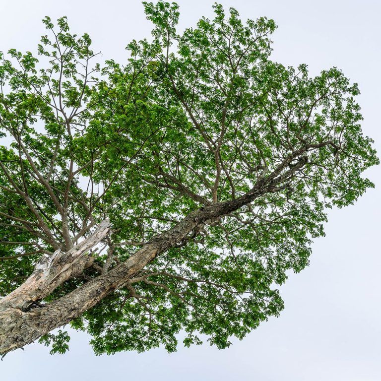 All Photos for Big Bear Tree Service in Newport News, VA