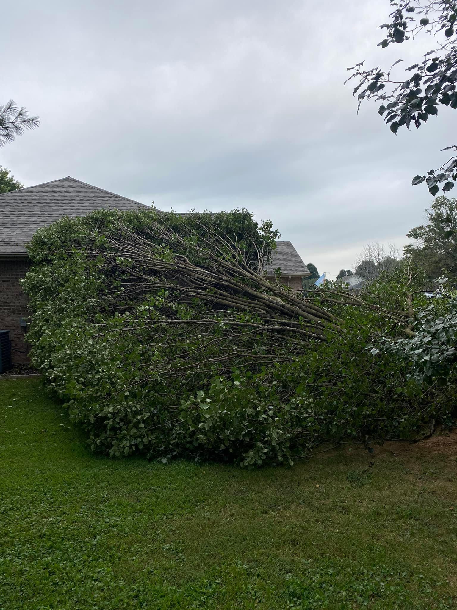 Fall and Spring Clean Up for Atwood’s Tree Care in Liberty,  KY