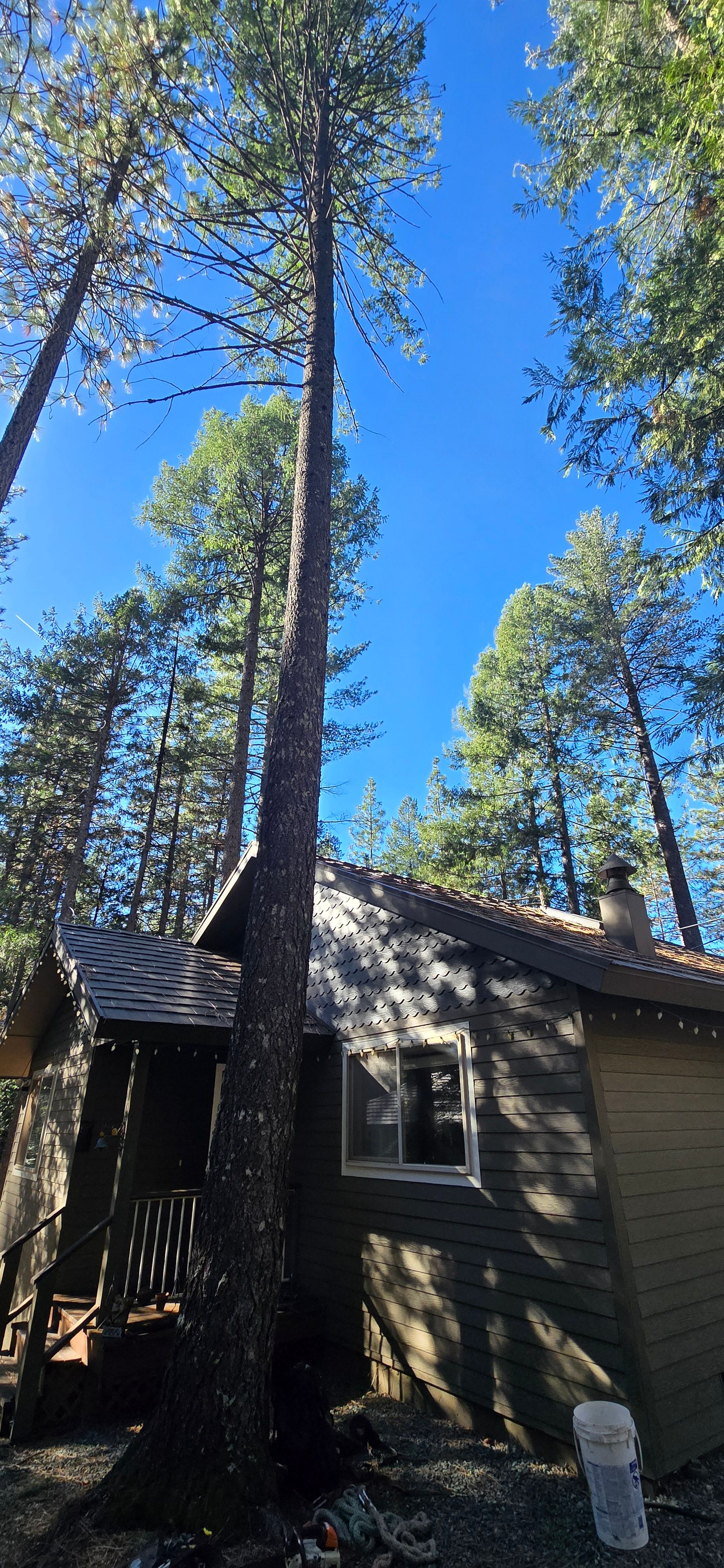  for George Staddan's Professional Tree Care in Placerville, CA