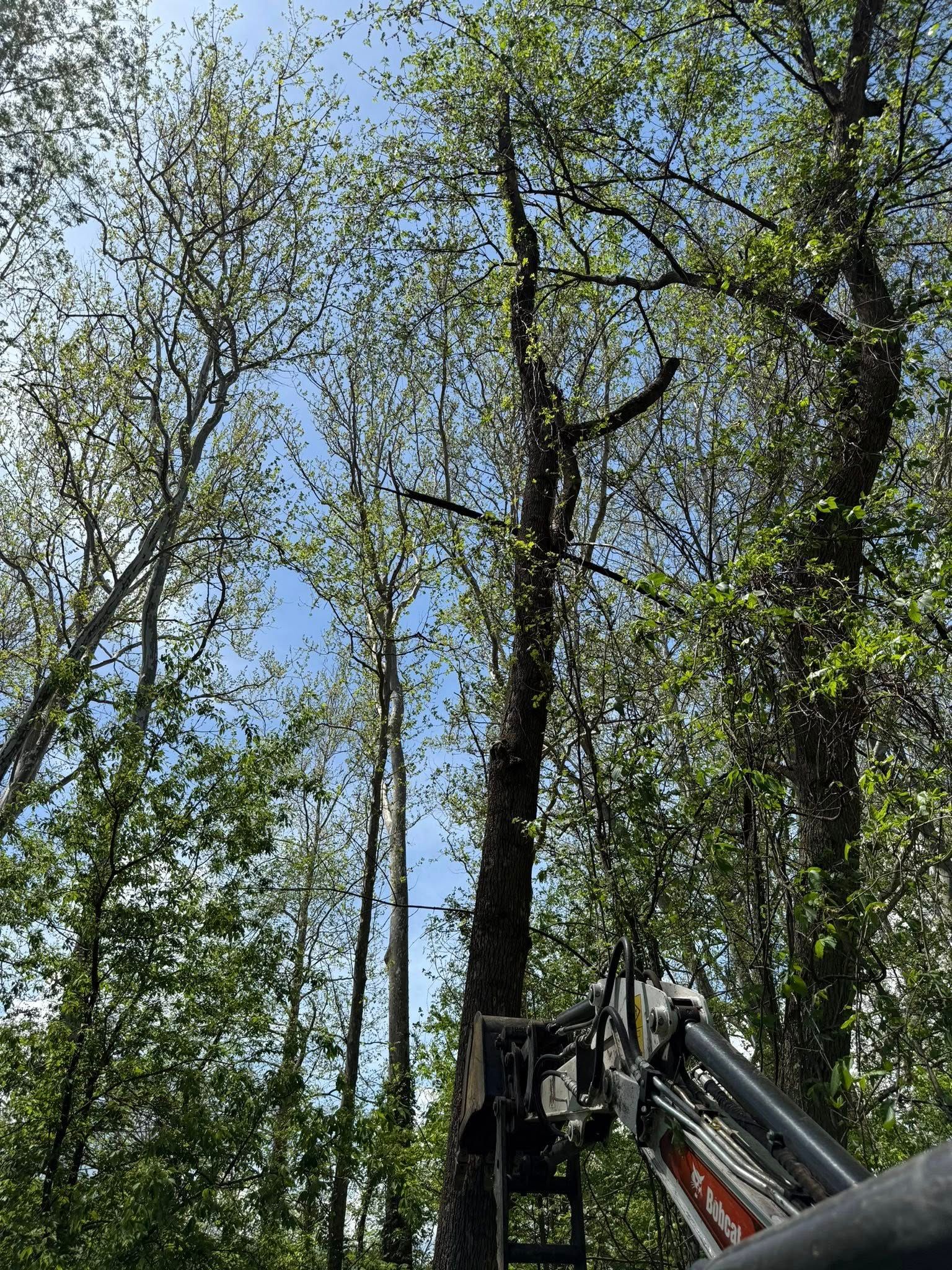 All Photos for Sterlings Tree Removal in Cobleskill, New York