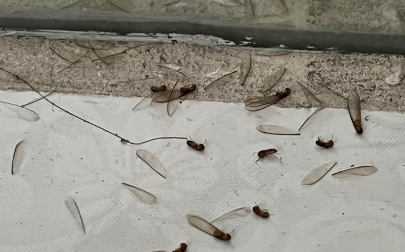  for All-In Pest Control & Home Solutions in Worthington, IN