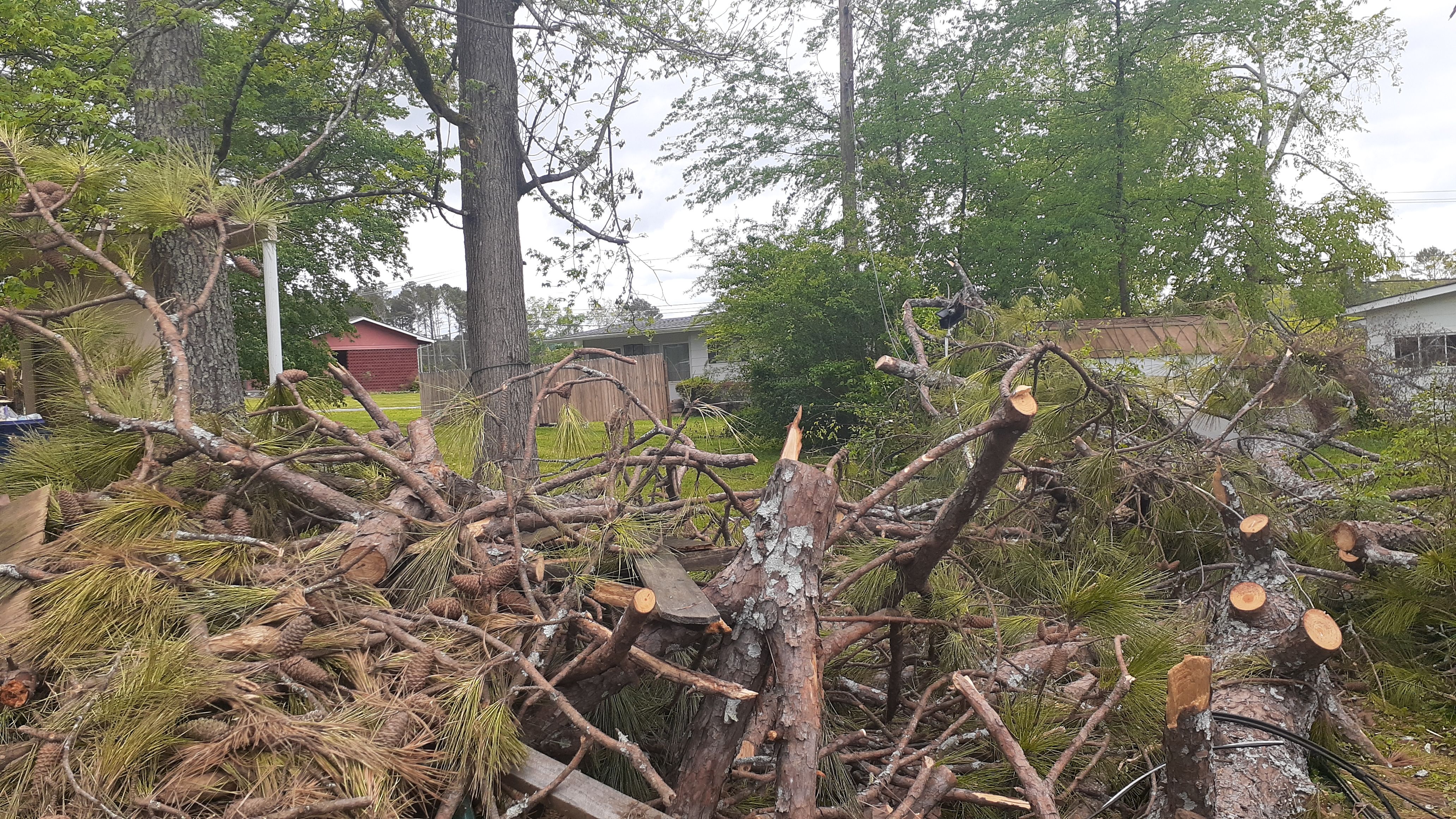  for Professional Tree Service USA in Chattanooga, TN