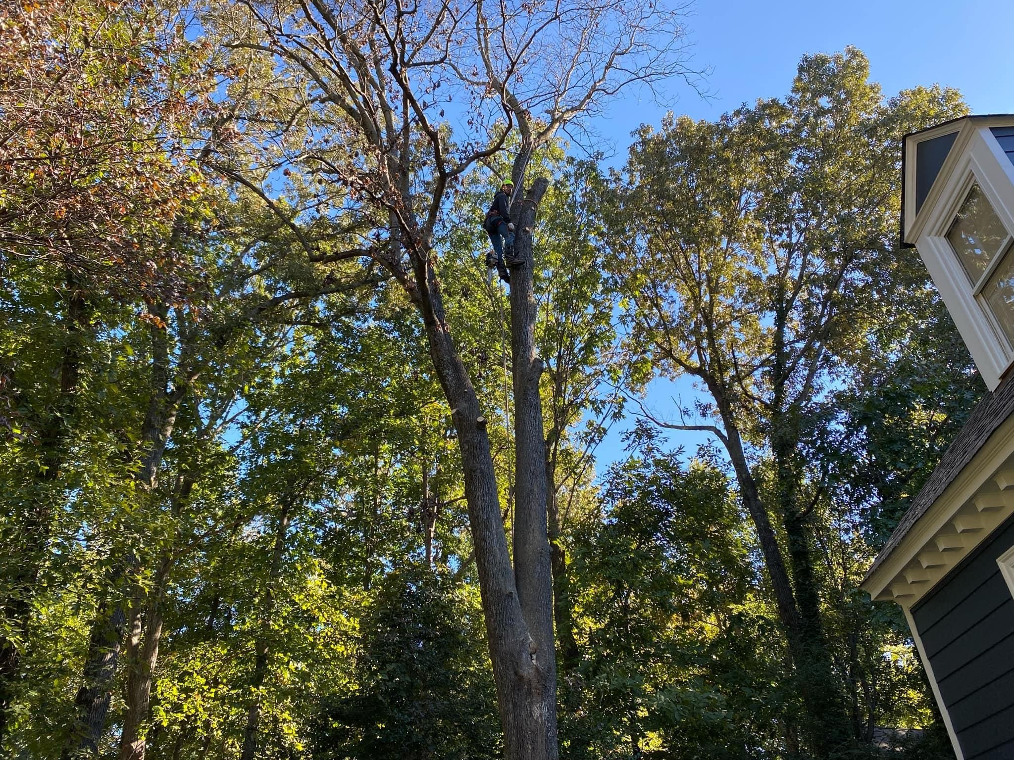  for Ricky's Tree Service & Property Care in Orange, VA