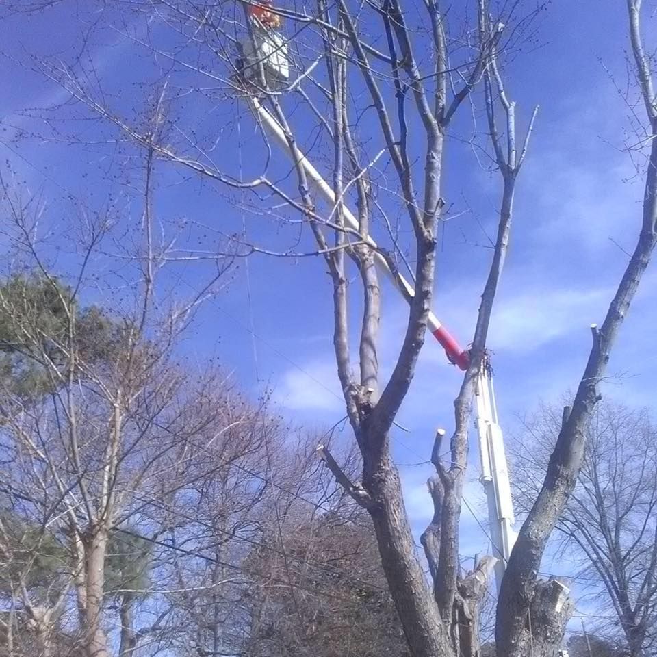 All Photos for Big Bear Tree Service in Newport News, VA