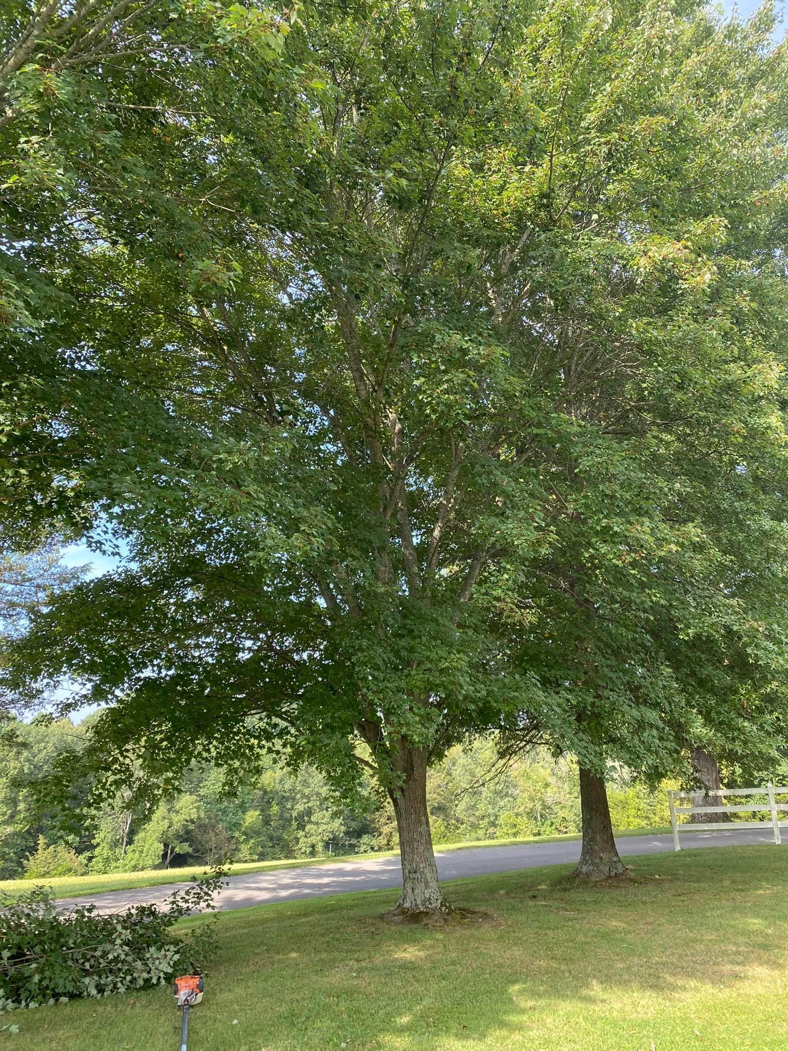 Tree Removal for Atwood’s Tree Care in Liberty,  KY