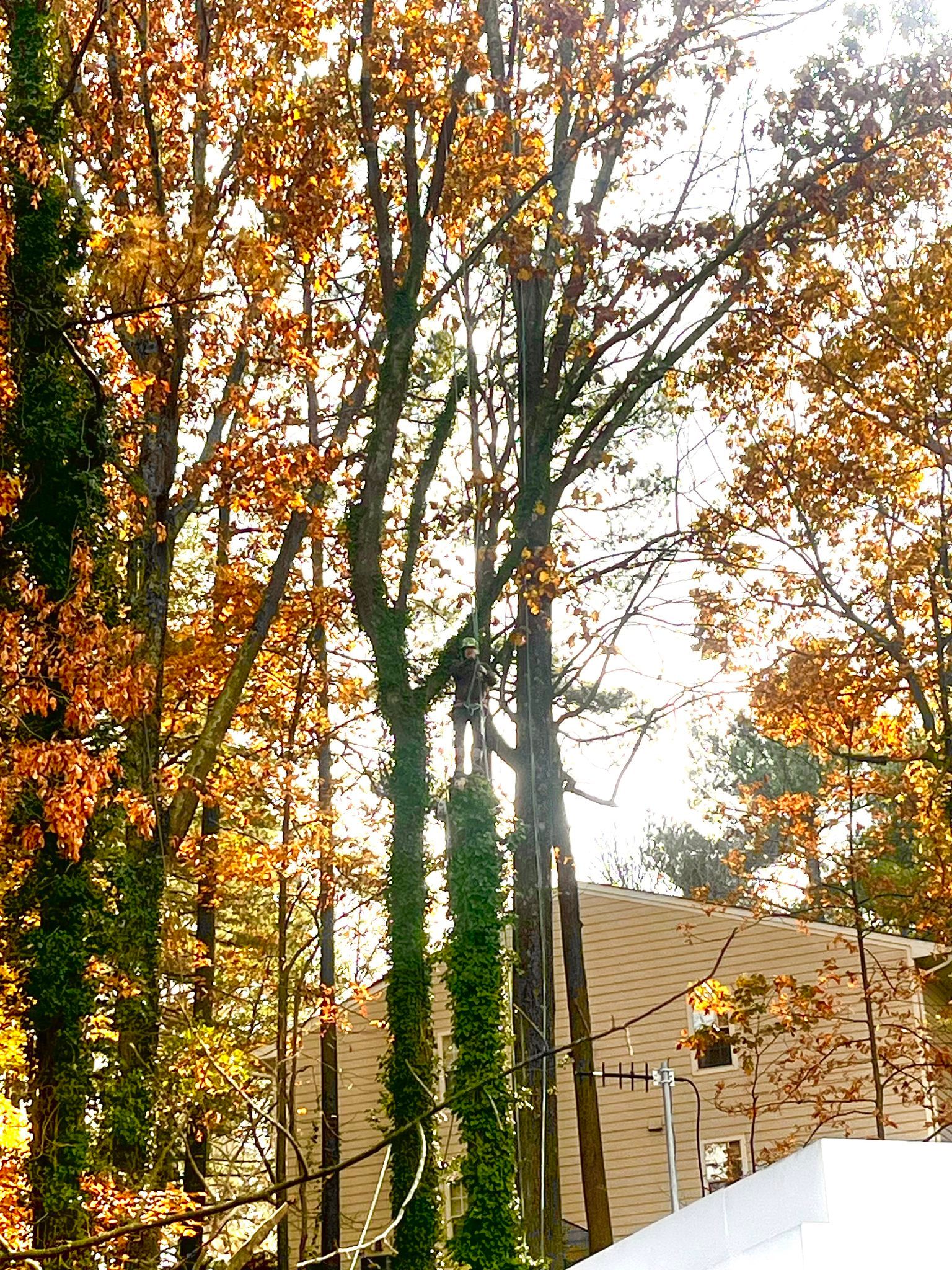  for High Tree Service & Landscaping in Atlanta, GA