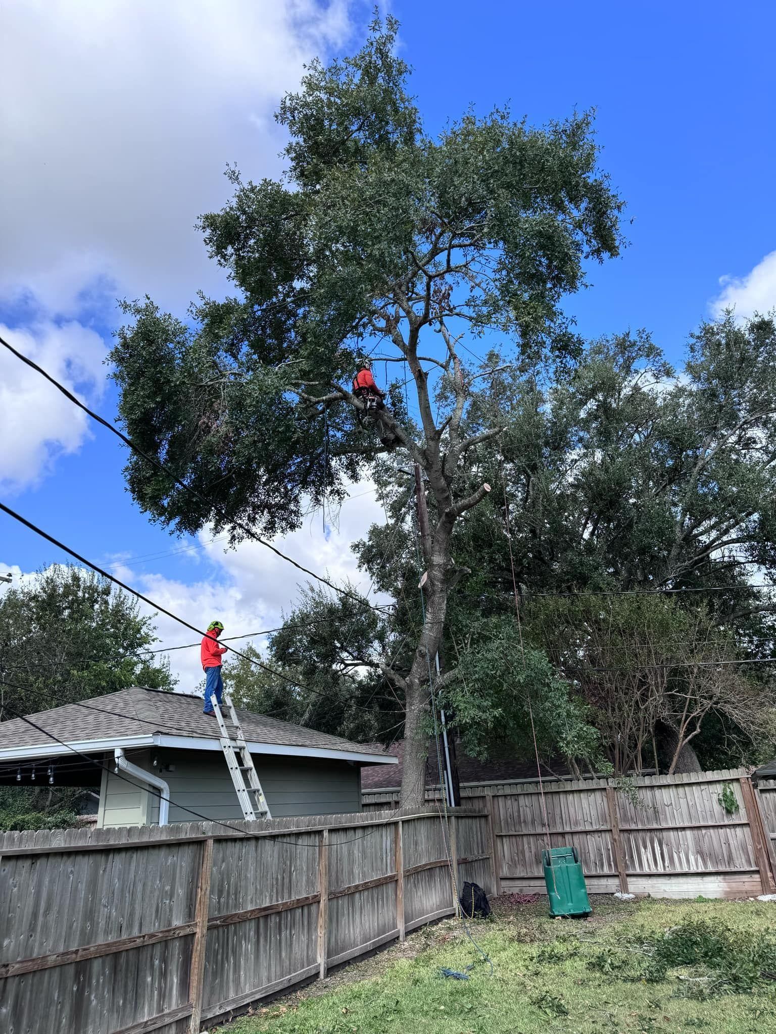  for Servin's Tree Care  in Houston, TX