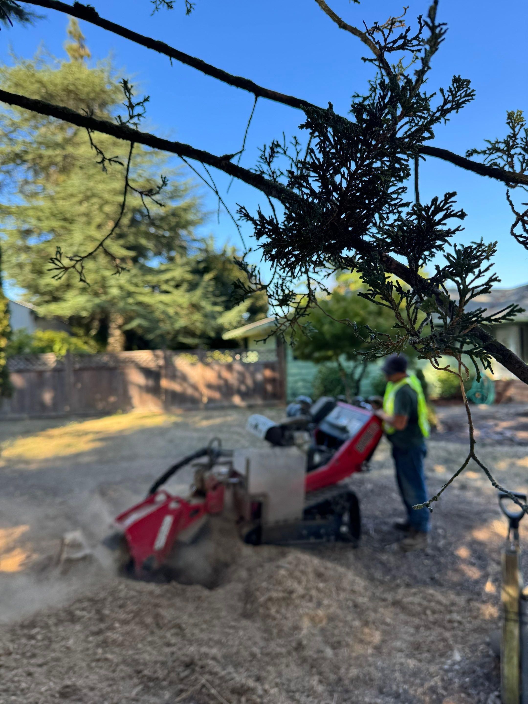  for Willamette Landscaping and Tree Services in Albany, OR