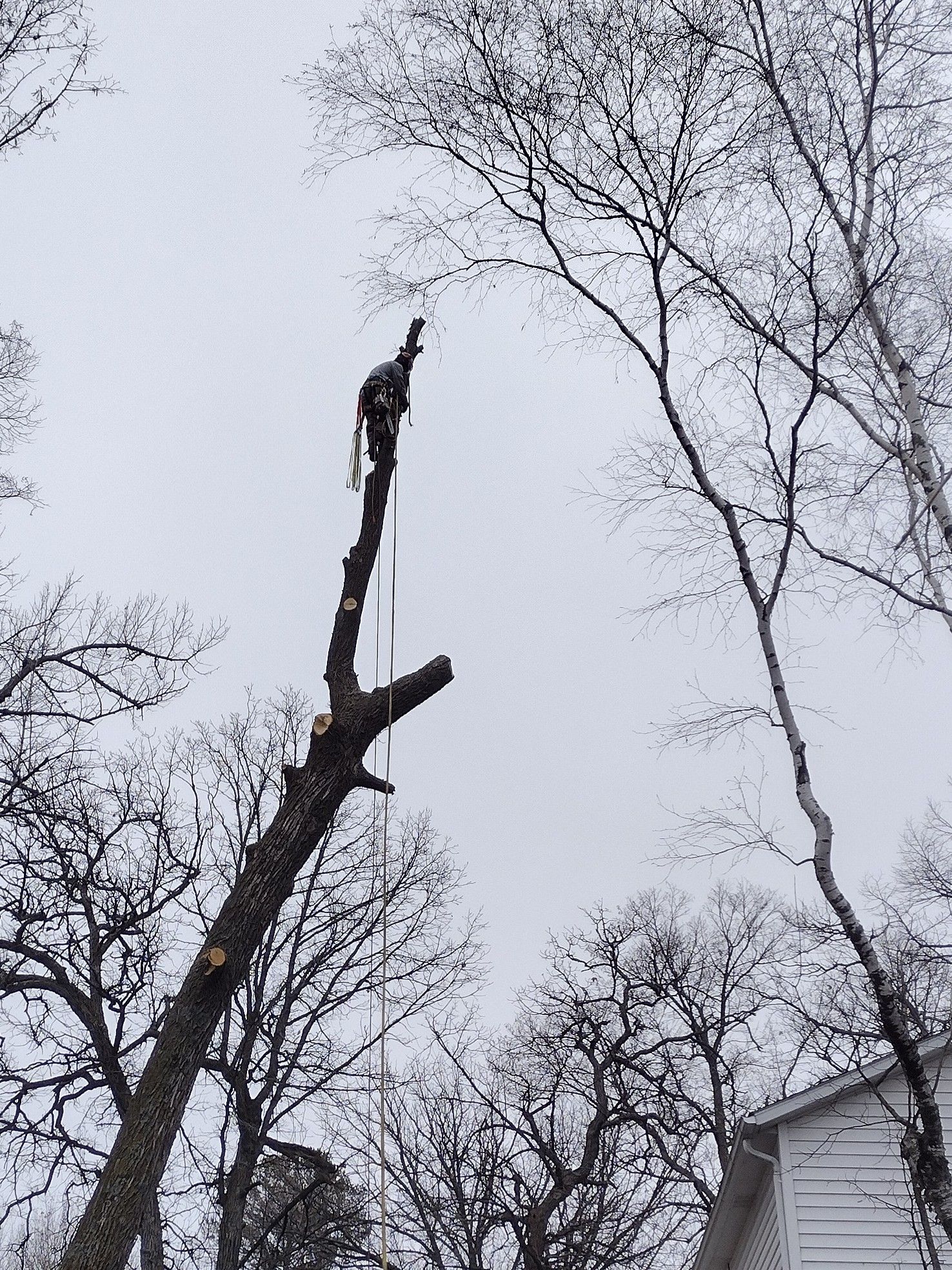  for Dan's Tree Service LLC in Bemidji, MN