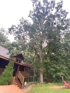  for Ascending Tree Service LLC in Kenbridge, VA