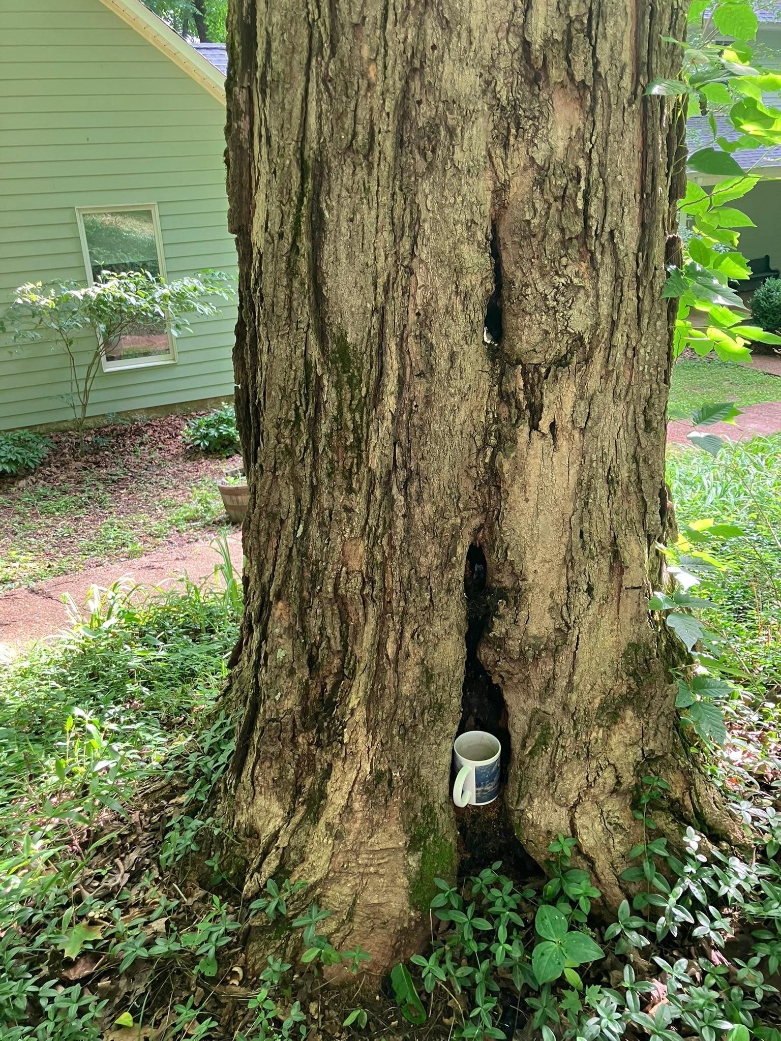  for McBee’s Tree Service in Sewanee, TN