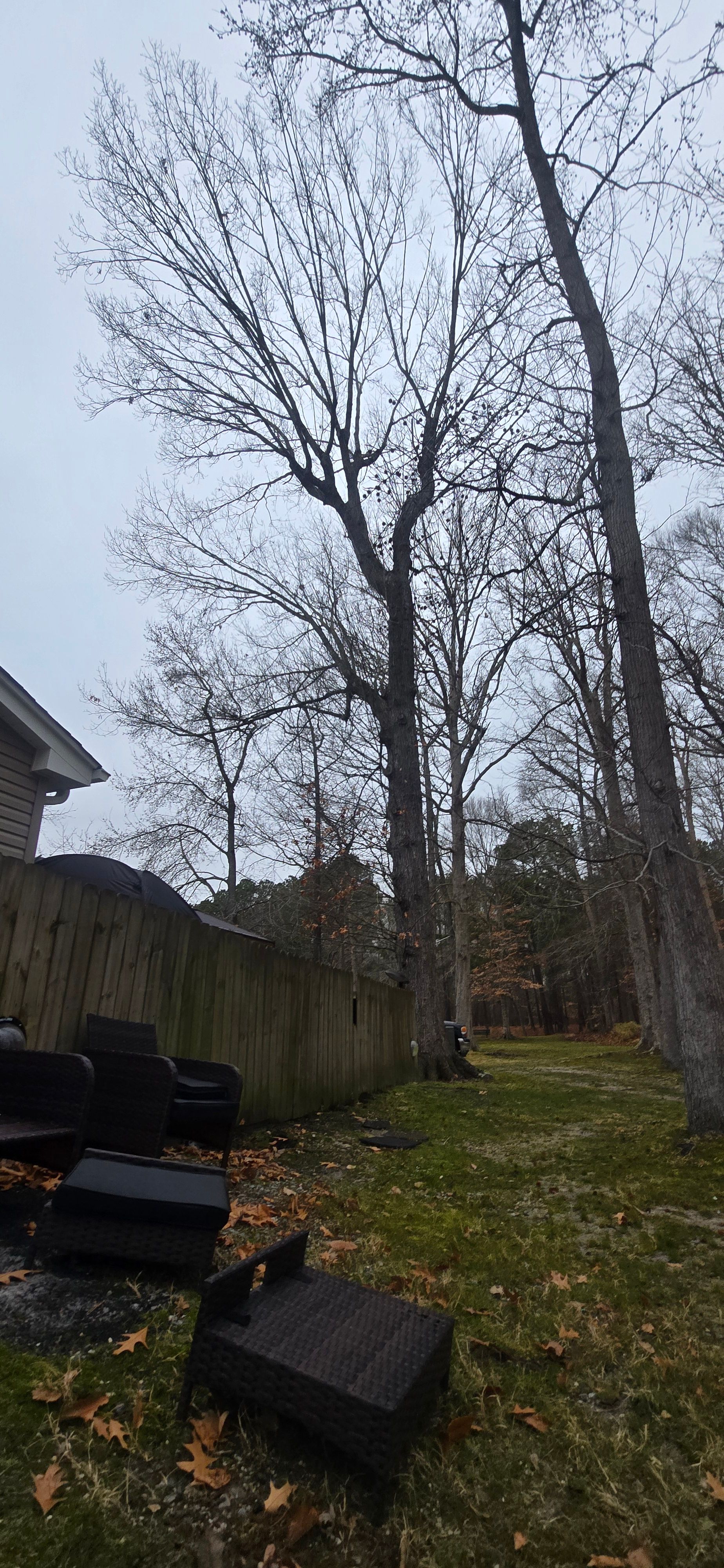  for Beach Tree Care in Virginia Beach, VA