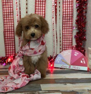  for Tails By The Lake Grooming in Branson West, MO