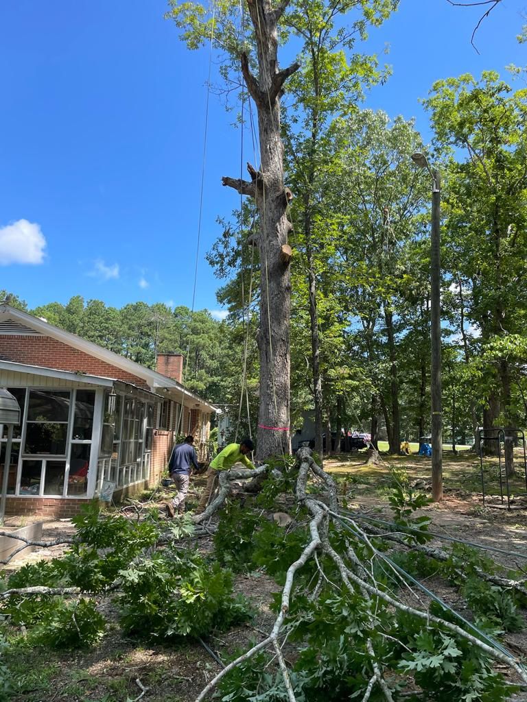 Tree Removal for Rosales Landscaping LLC in Lake Gaston, North Carolina