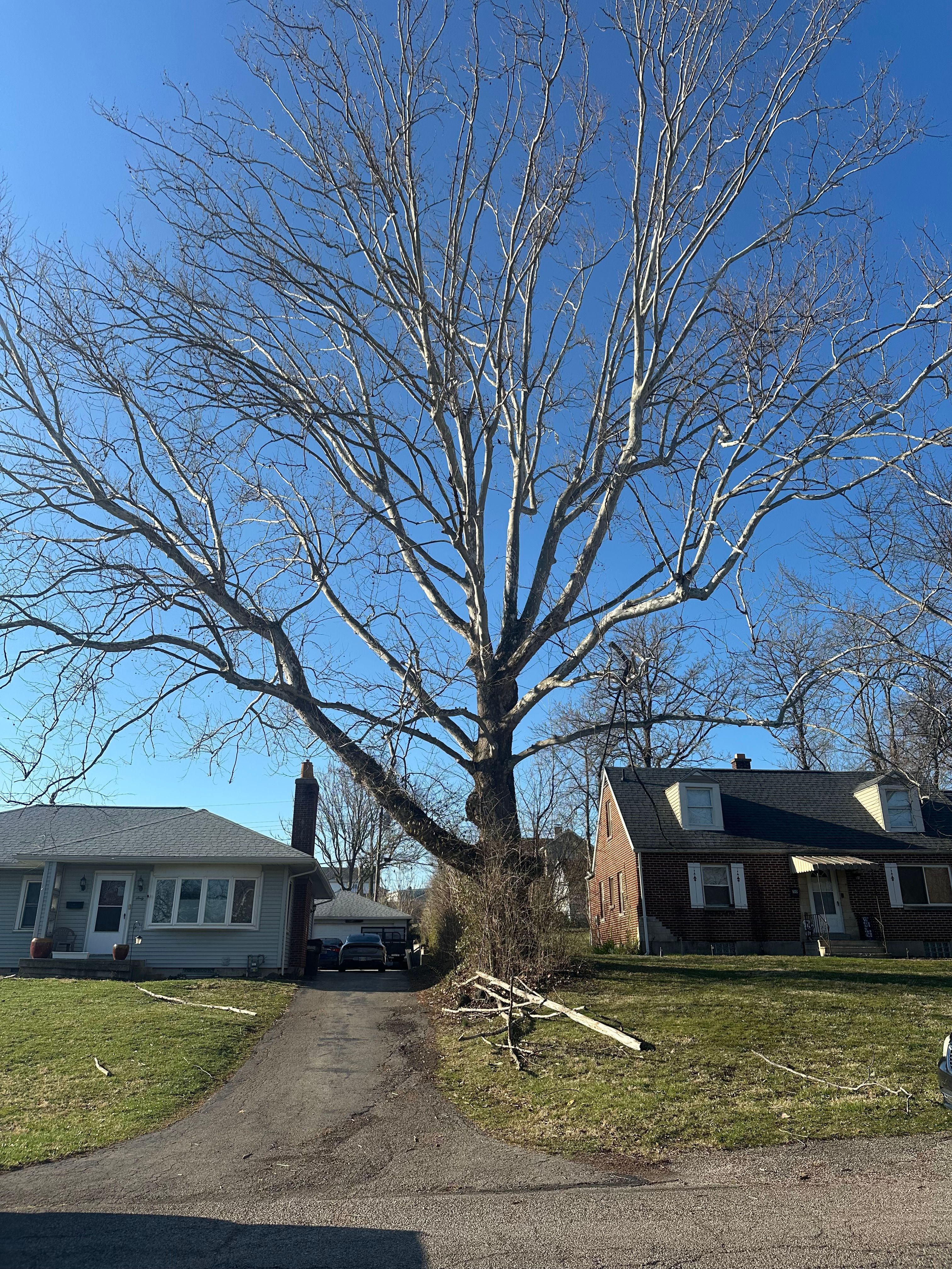 All Photos for Pro Tree Trim & Removal, Llc in Dayton, OH