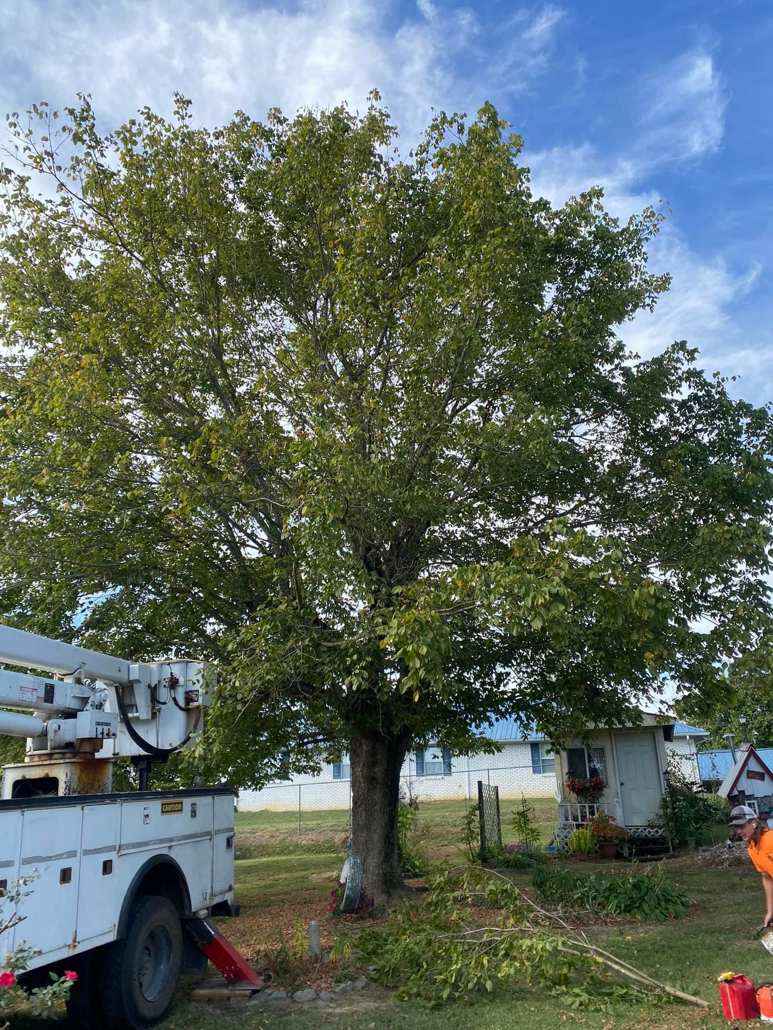 Fall and Spring Clean Up for Atwood’s Tree Care in Liberty,  KY