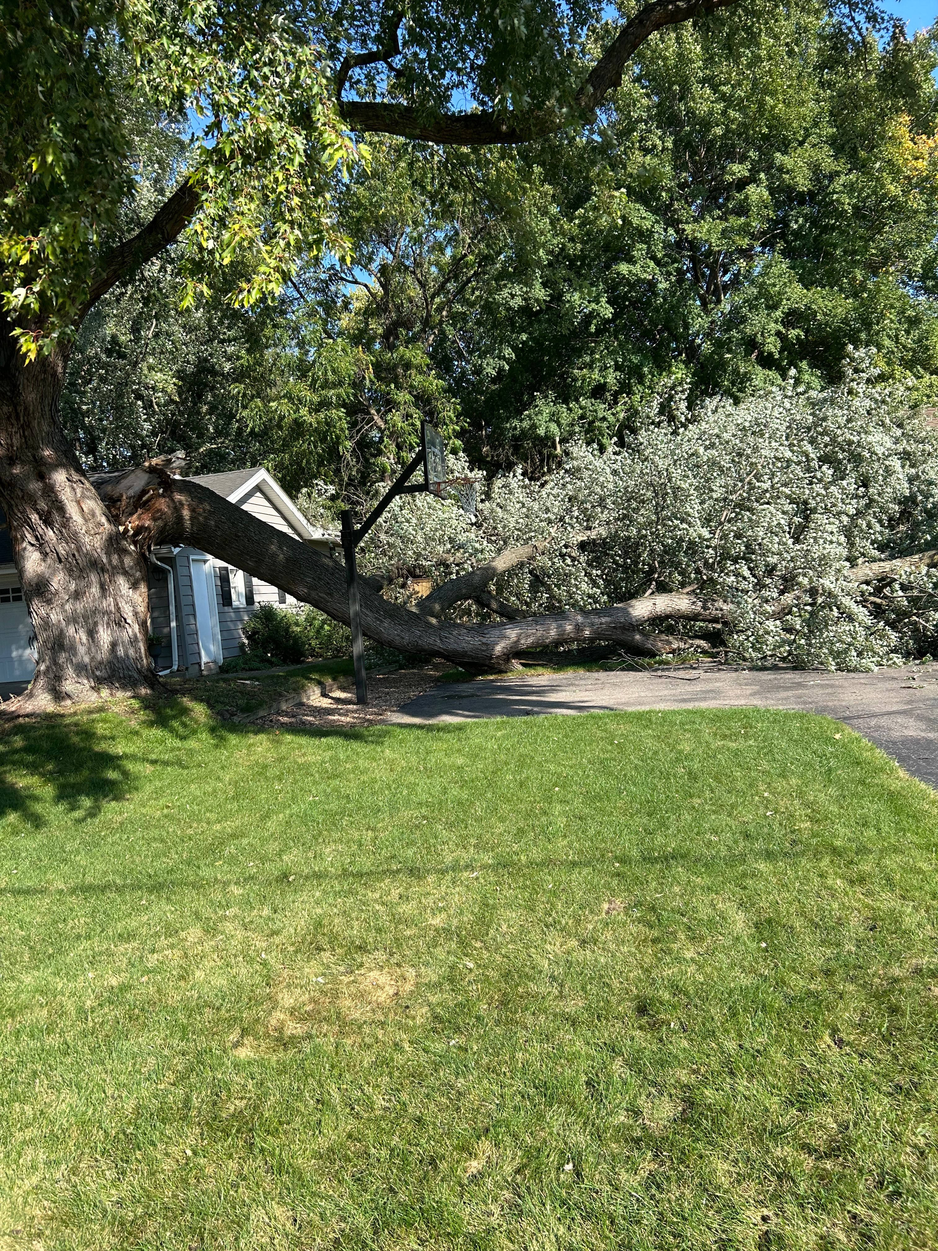 All Photos for Allstate Tree Service and Crane in Minneapolis, MN