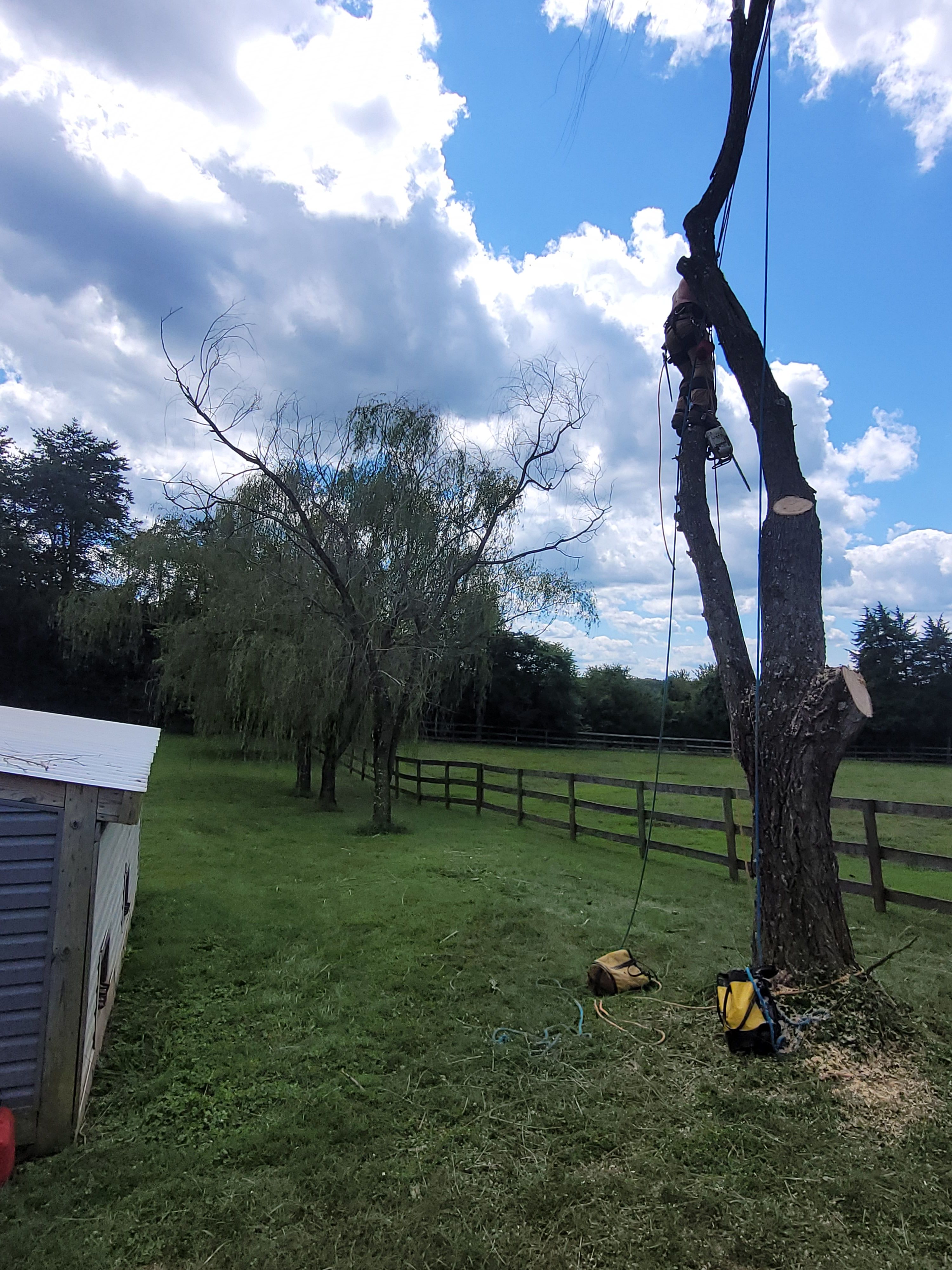  for Woody's Tree and Landscape in Fredericksburg, VA