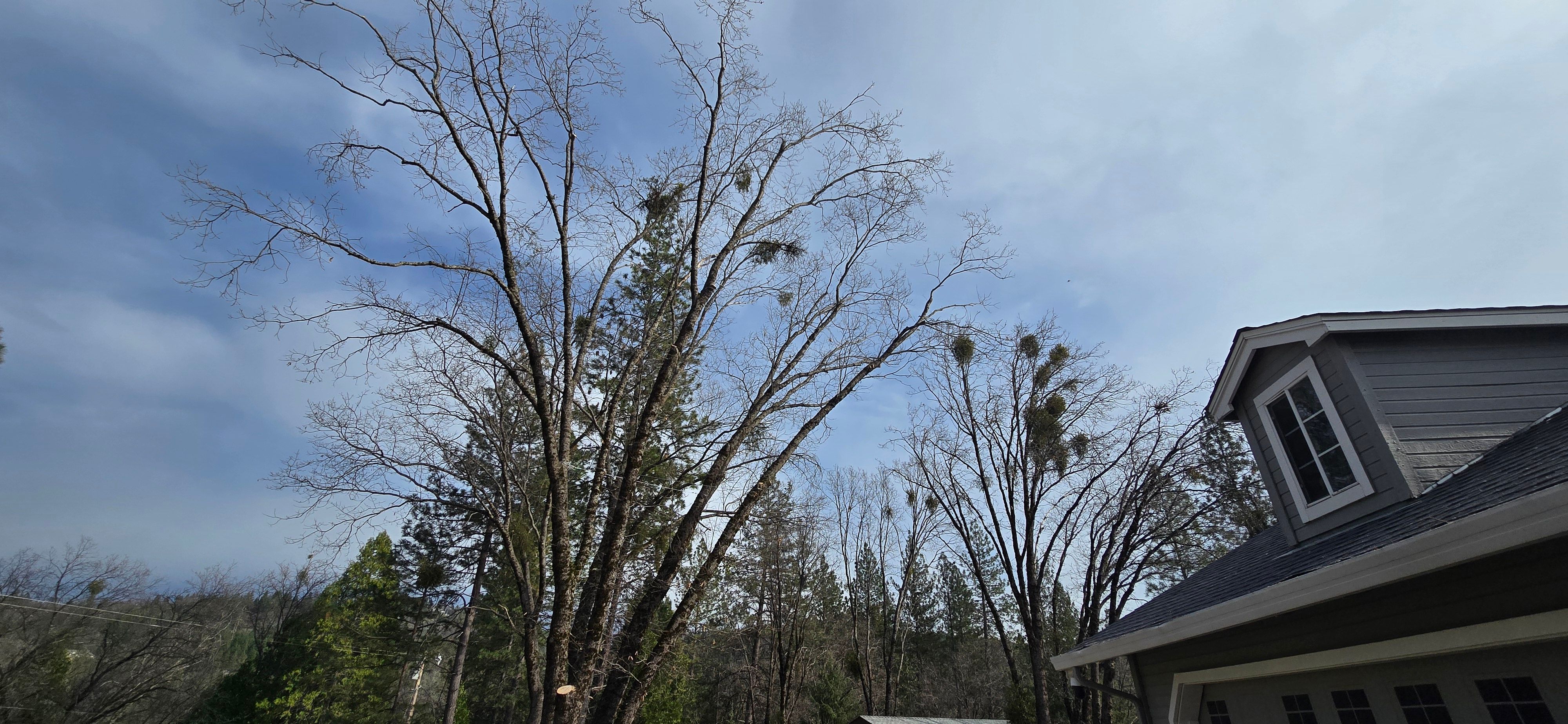  for George Staddan's Professional Tree Care in Placerville, CA