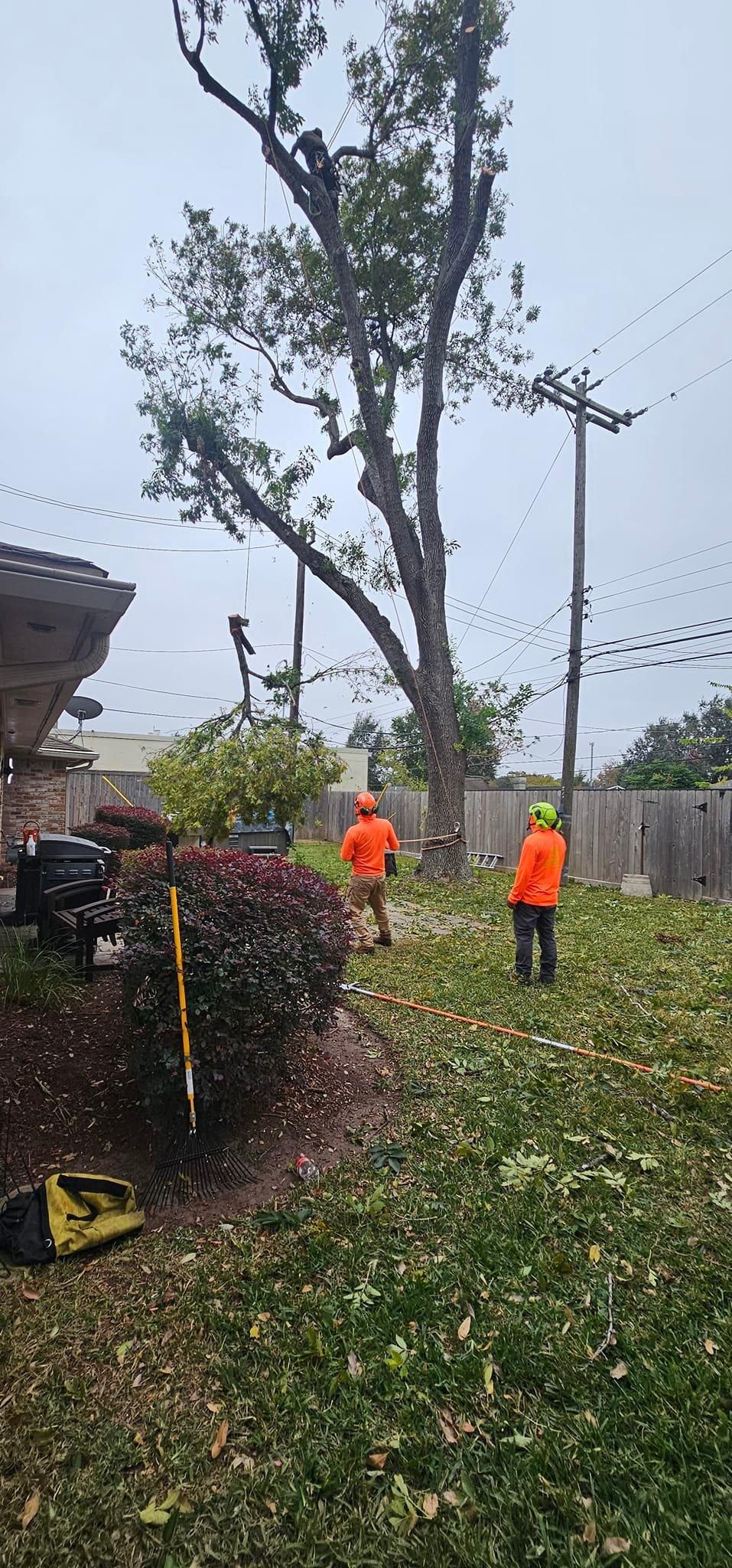  for Servin's Tree Care  in Houston, TX