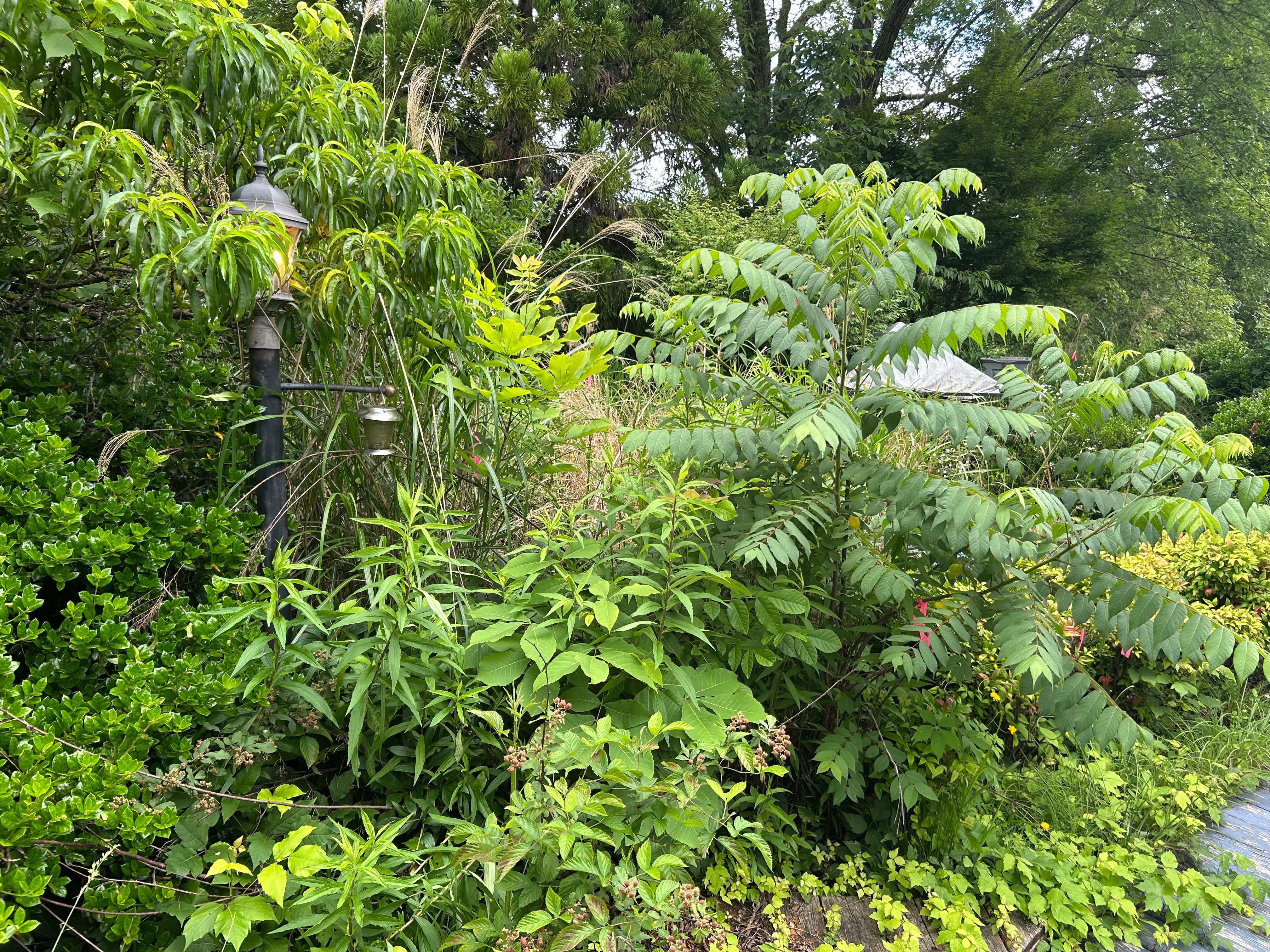 All Photos for Gatrell Landscape & Tree Removal in Bluff City, TN