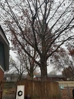 All Photos for Dittmer Tree Service in Davenport, IA