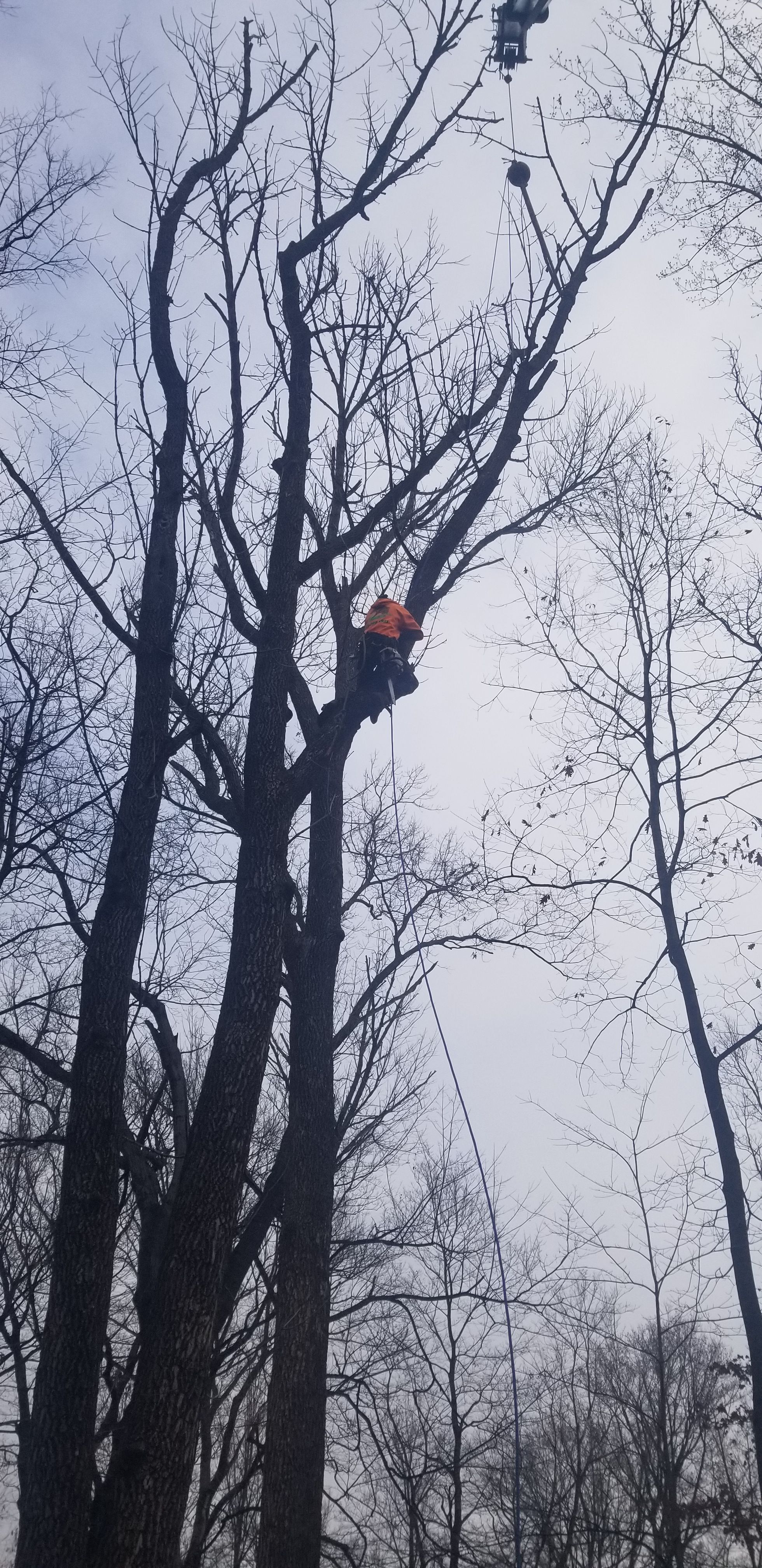  for Advanced Tree Solutions in Rockville, IN