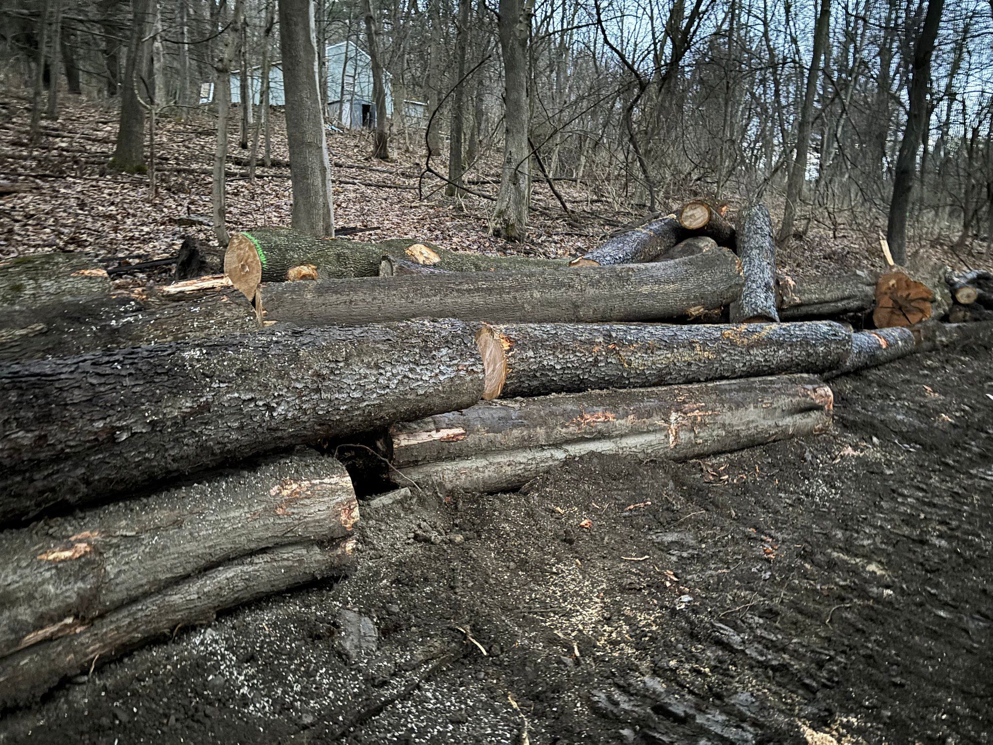  for Brax Forestry in Endicott, NY