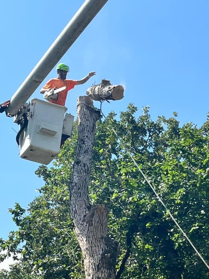  for H n H Tree Service in Taneyville, MO