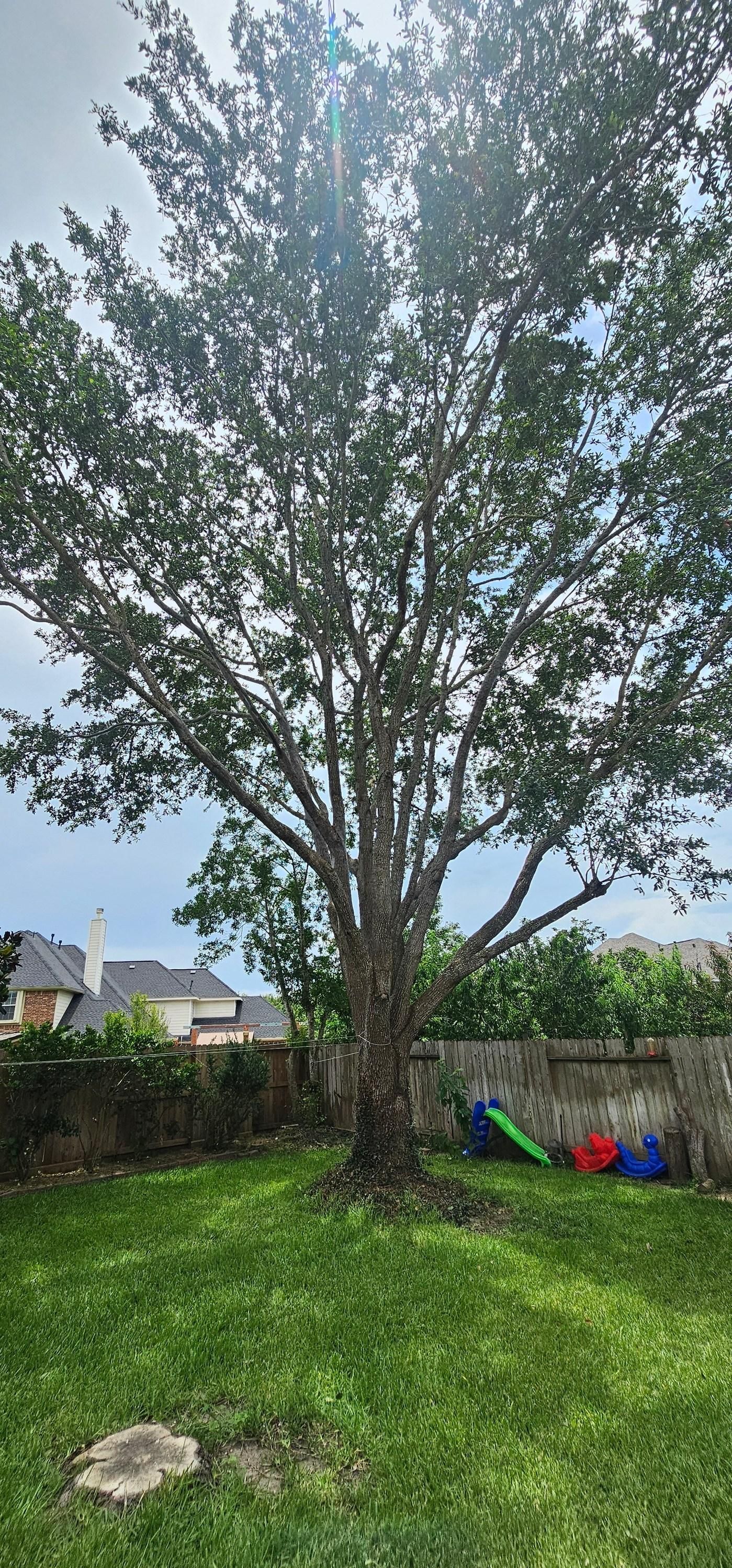  for Servin's Tree Care  in Houston, TX