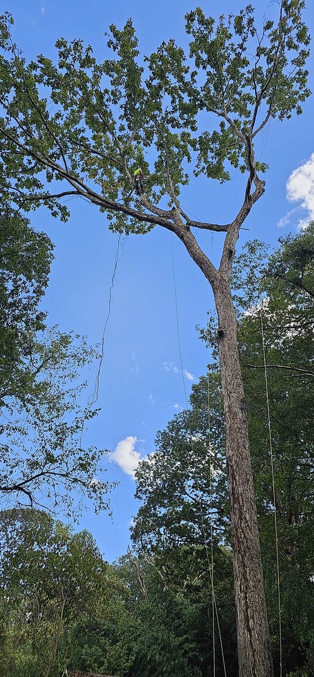  for Reagan & Sons Tree Service in Dandridge, TN