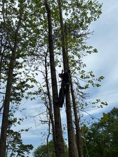  for Cisco Kid Tree Service LLC in Charlotte, North Carolina
