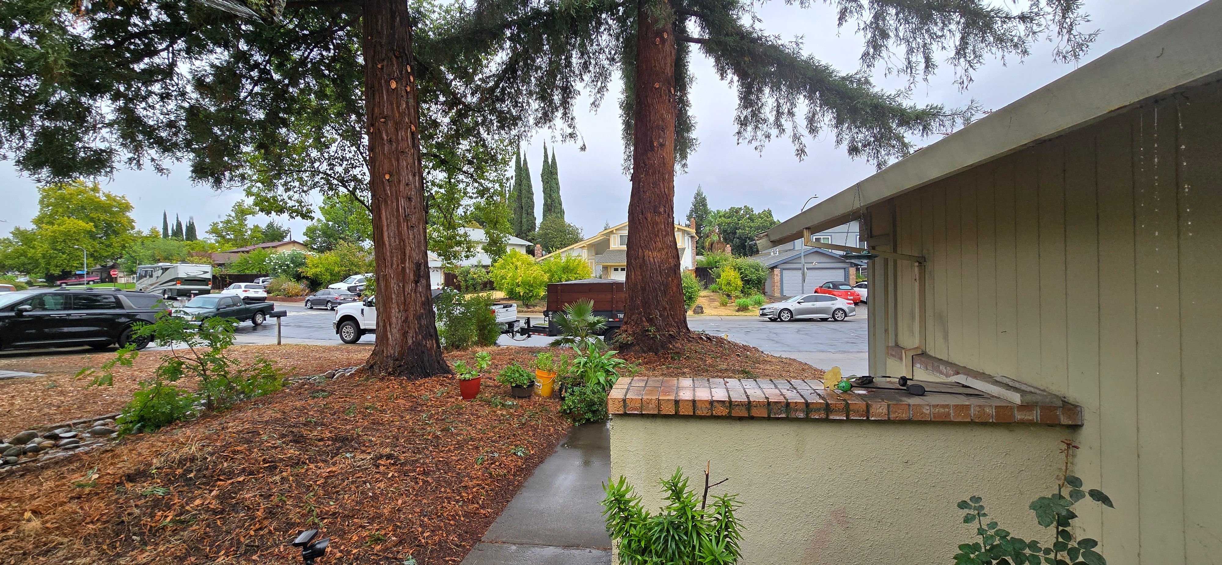  for George Staddan's Professional Tree Care in Placerville, CA