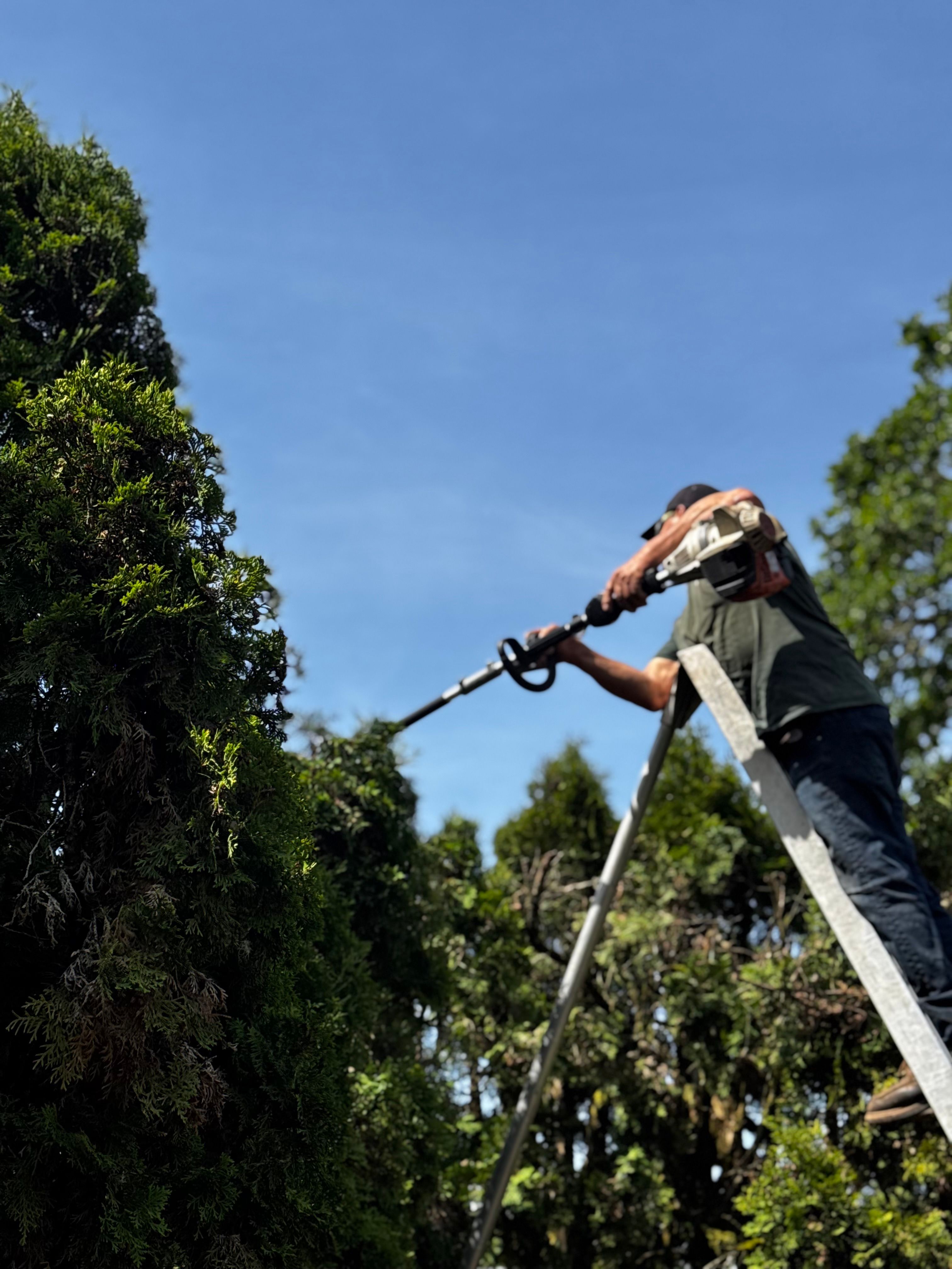 for Willamette Landscaping & Tree Services in Albany, OR