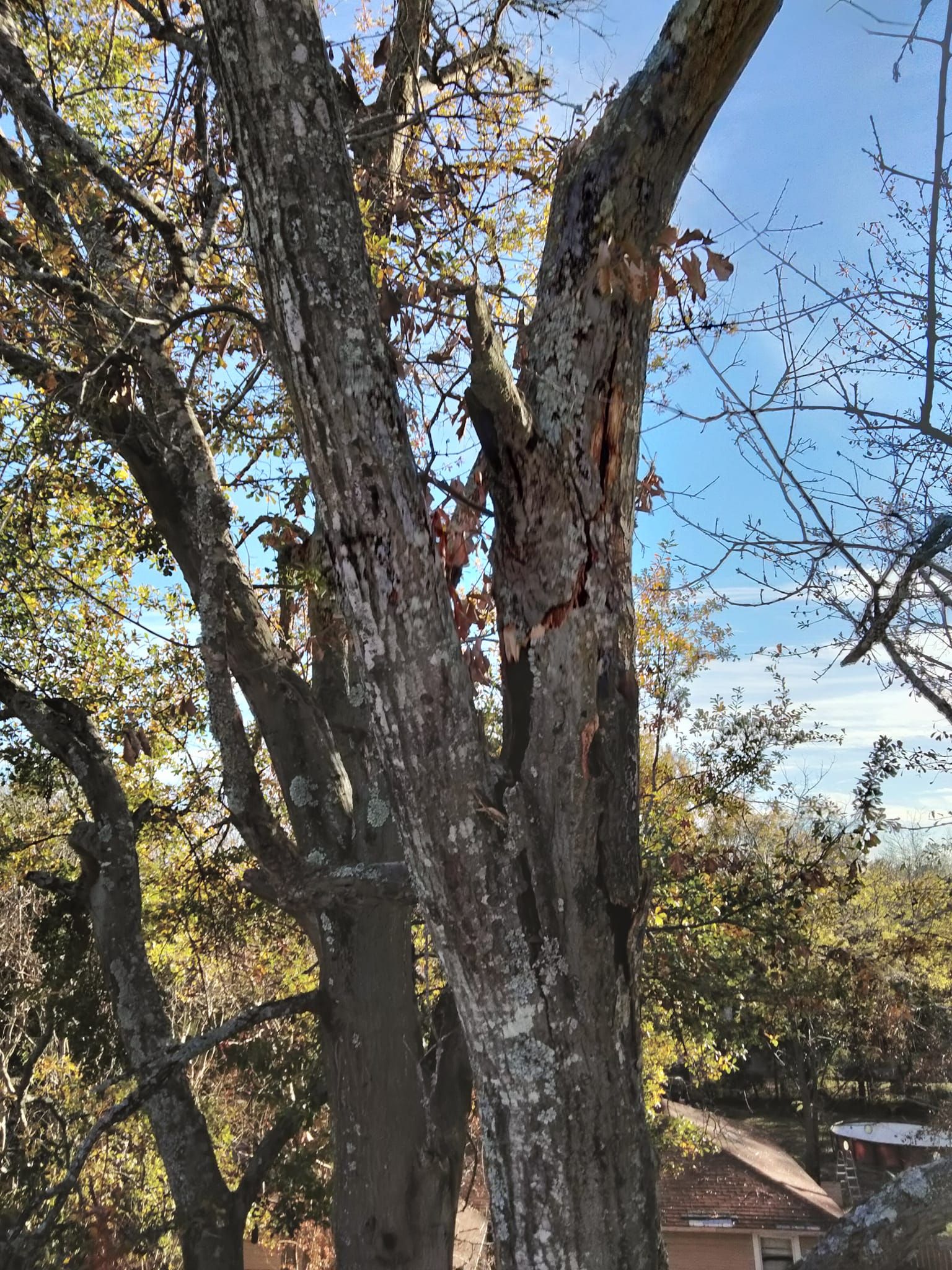  for J&S Tree Services  in Quitman,  TX