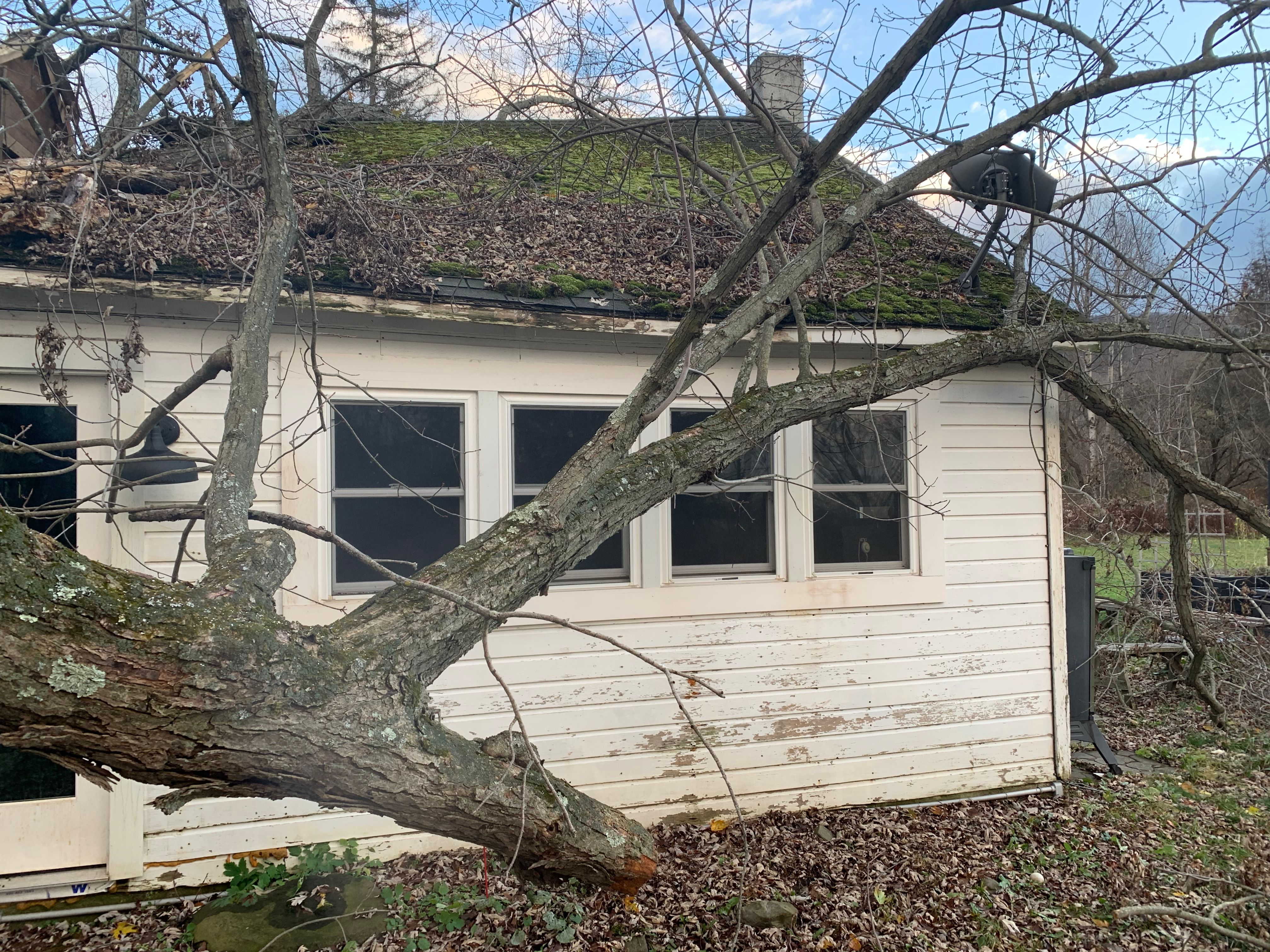 Tree Removal for Benjamin & Sons in Elmira, NY