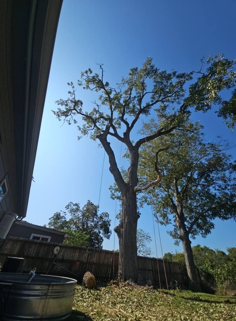  for Servin's Tree Care  in Houston, TX