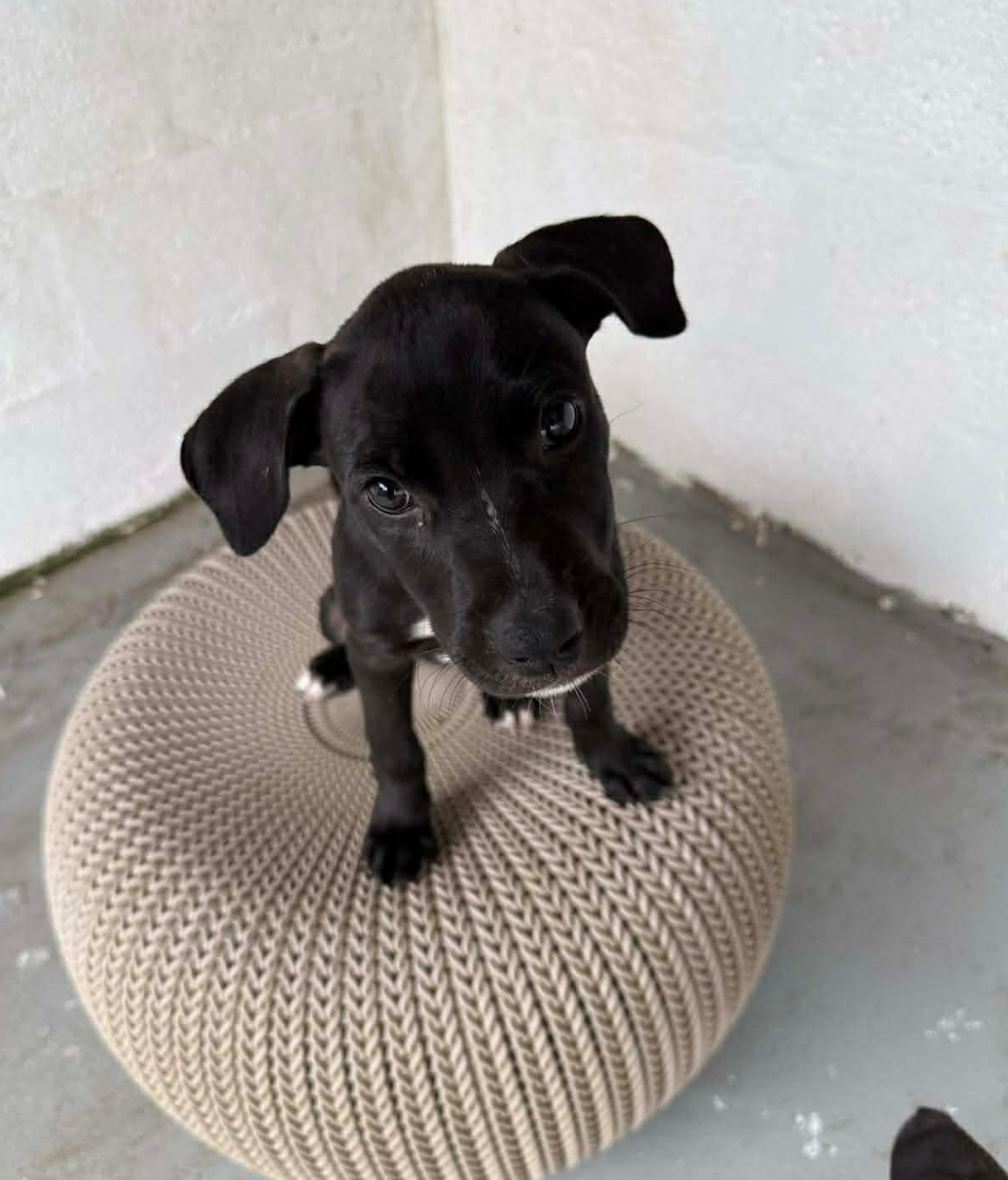  for Sullivan Sanctuary of Maine in Brunswick, ME