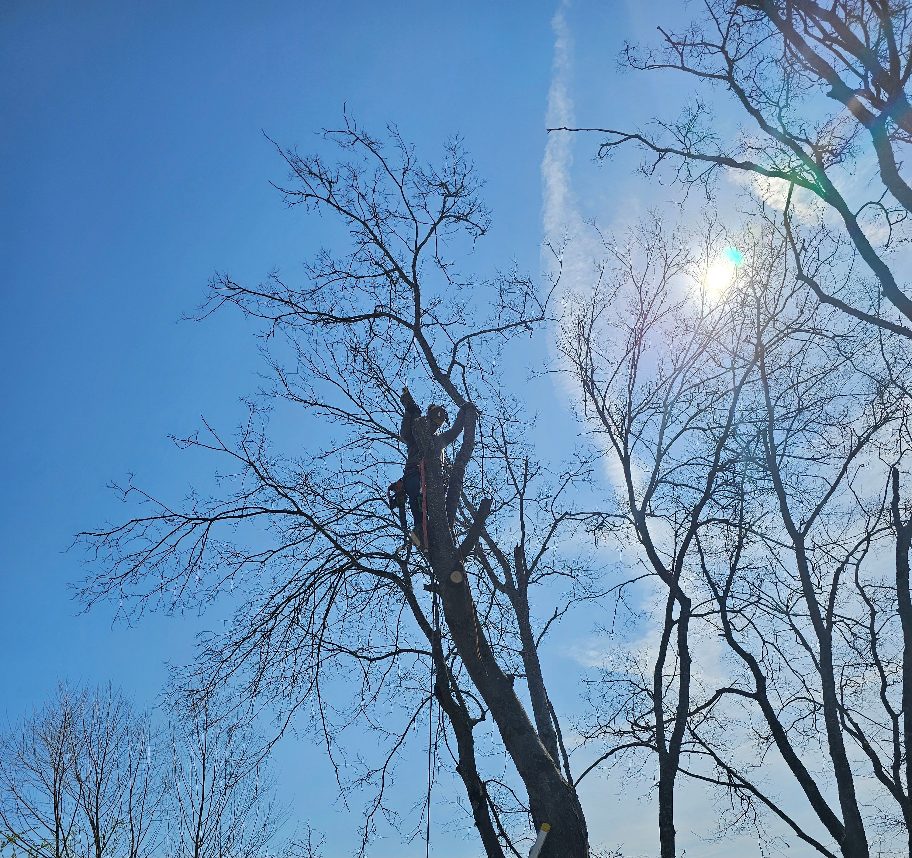  for Affordable Tree Service TN in White House, TN