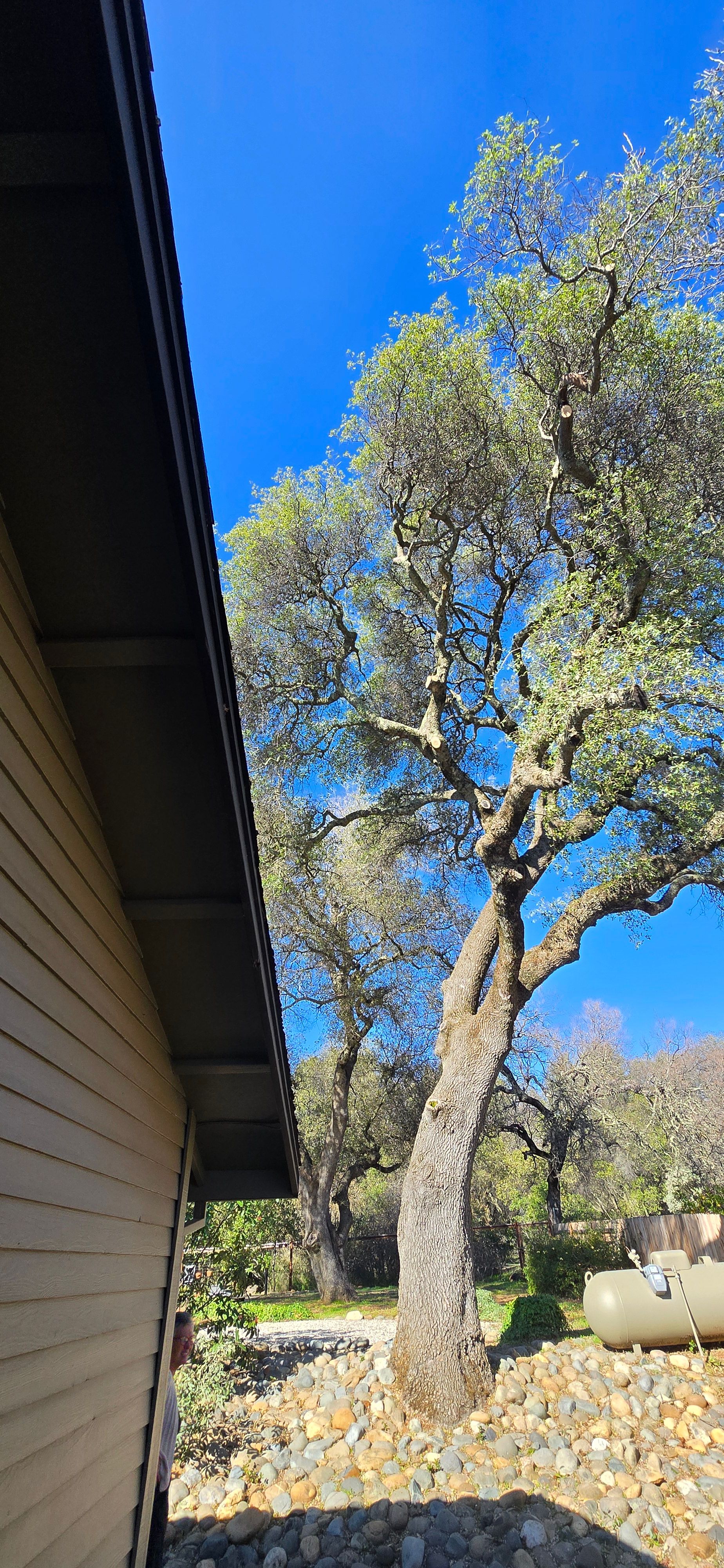  for George Staddan's Professional Tree Care in Placerville, CA