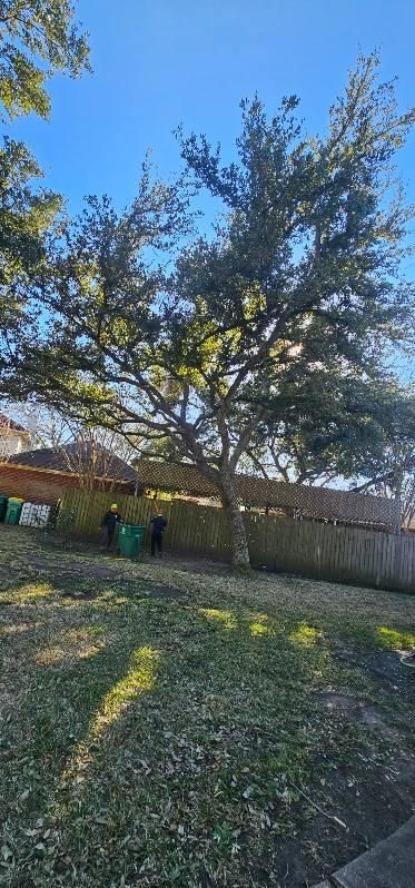  for Servin's Tree Care  in Houston, TX