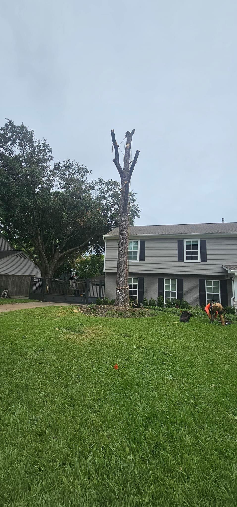  for Servin's Tree Care  in Houston, TX