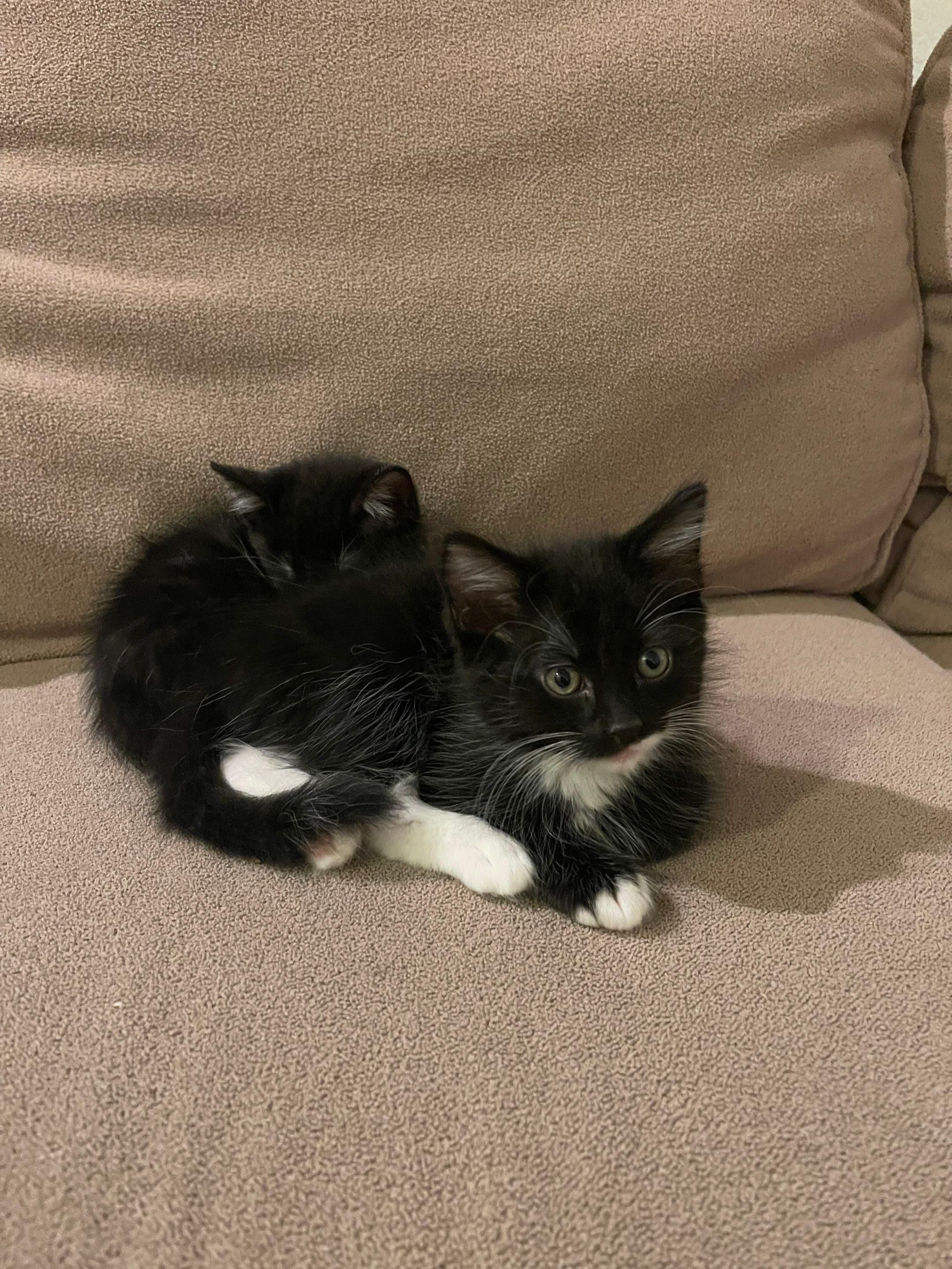 It's really about the pets we meet along the way... for Mr. Pipe Dreams LLC in Colorado Springs, CO