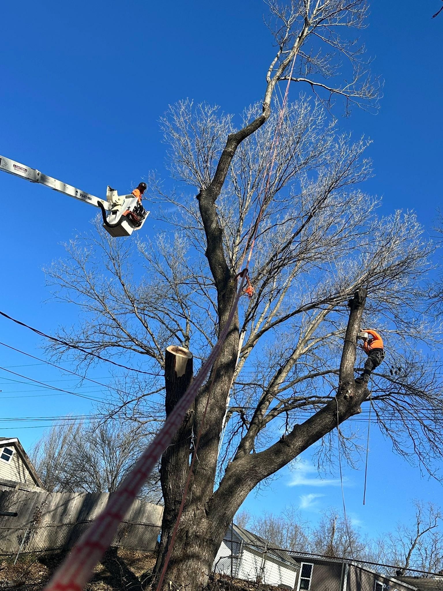 All Photos for Cross Family Tree Service in Kearney, MO