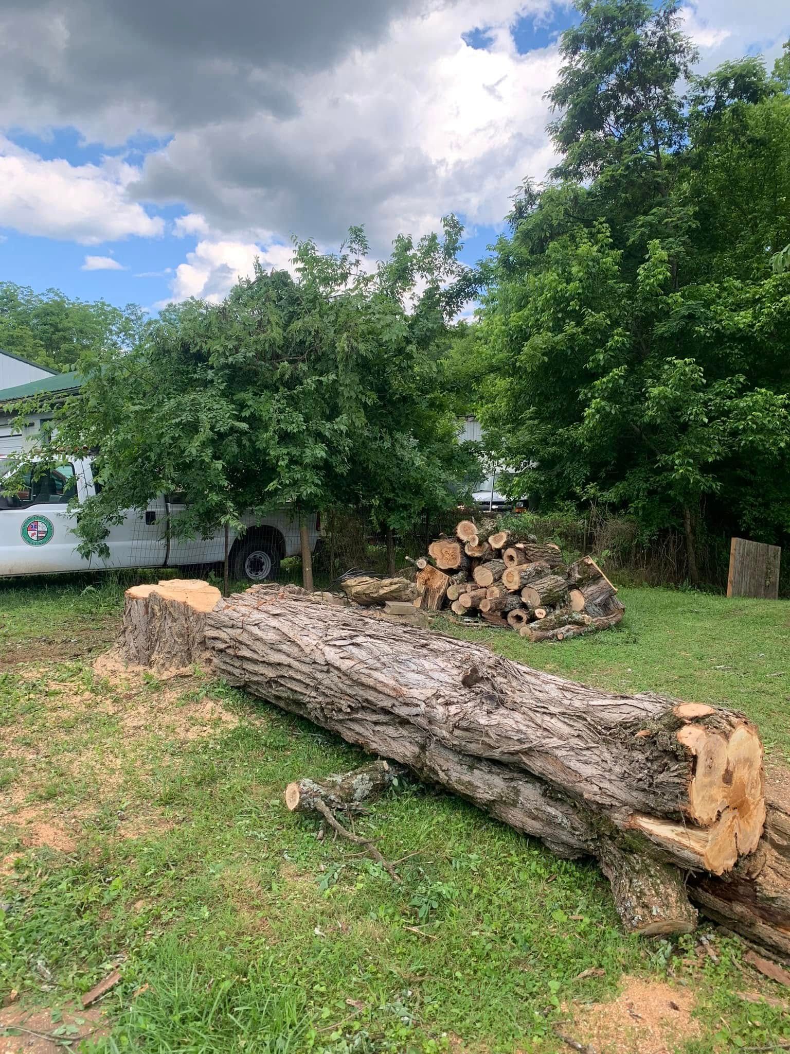 Tree Removal for Grainger Tree Service in Blaine, TN